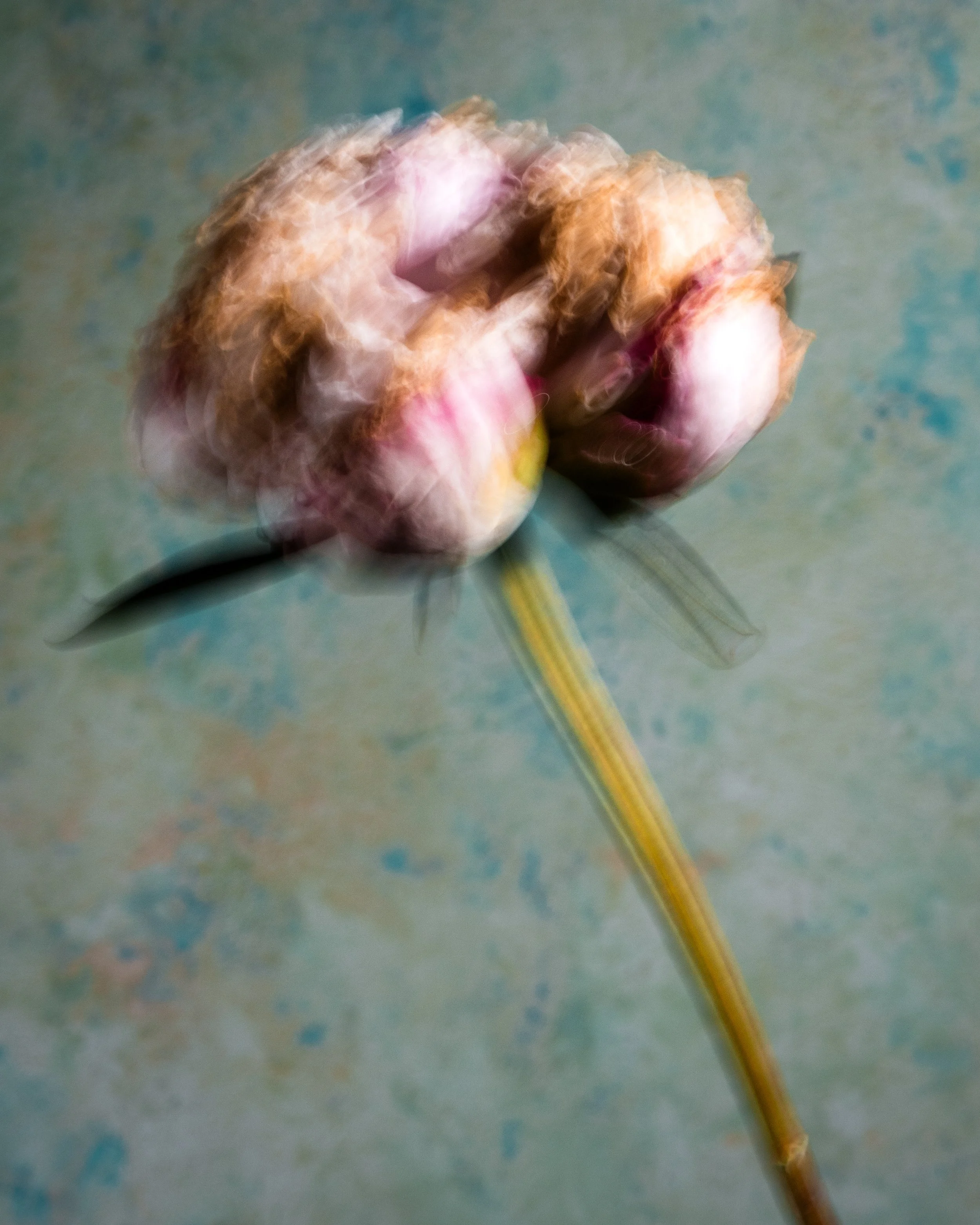 Fine art botanical photograph of a peony created with intentional camera movement, producing a soft, abstract and painterly effect.