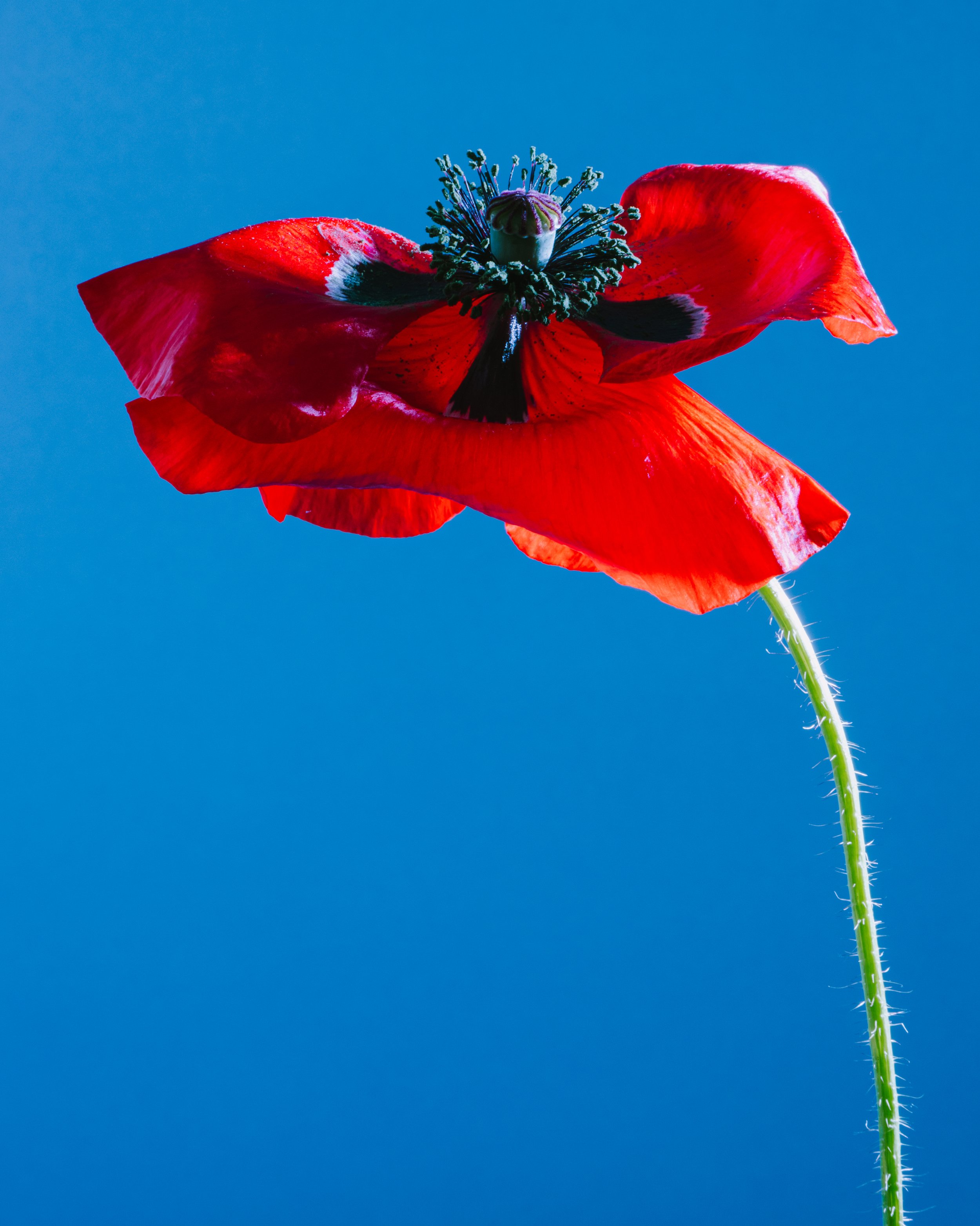 Fine art botanical photograph of a bright red poppy against a vivid blue background with delicate petals and a slender green stem.