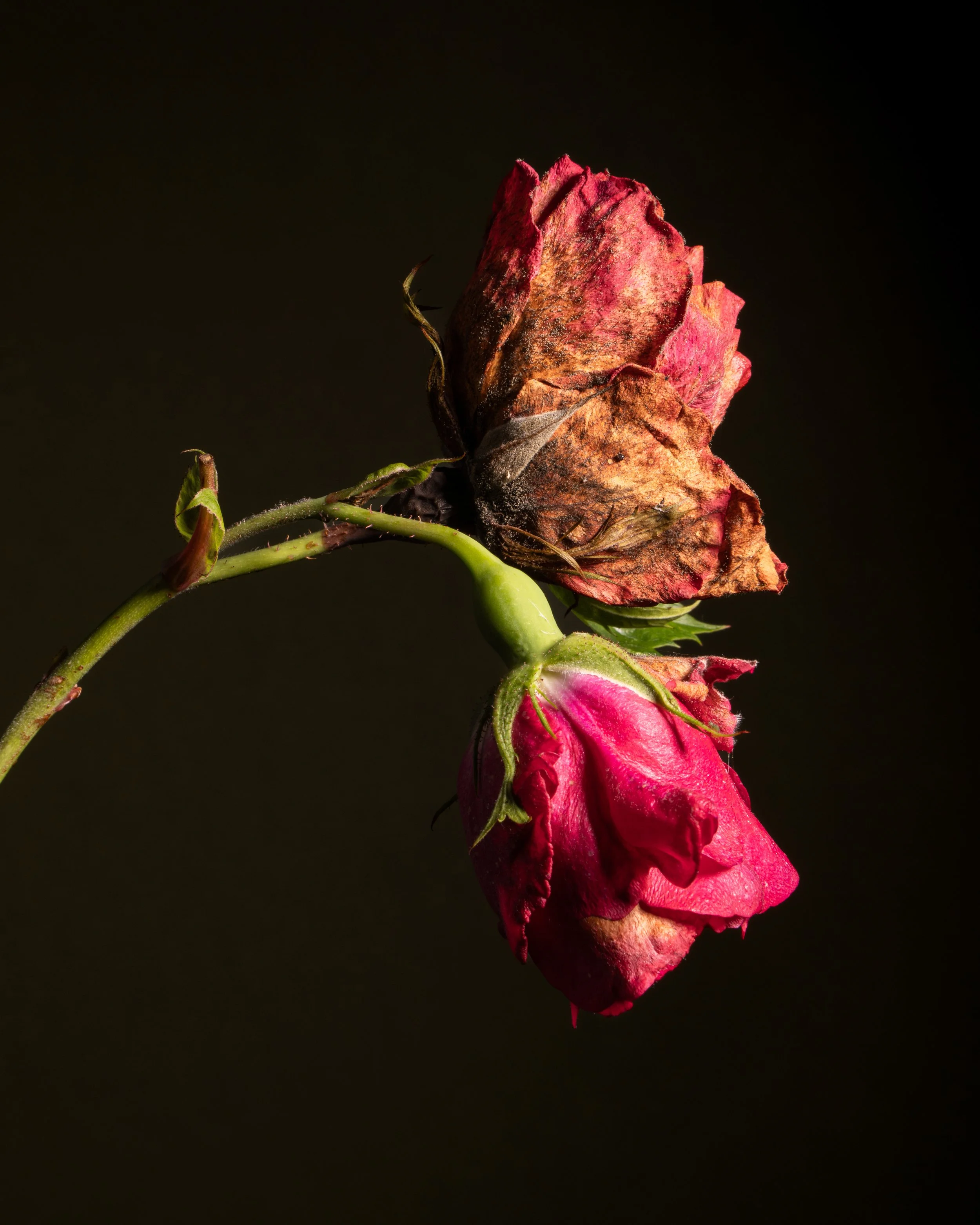 Fine art botanical photograph of a withered rose and a fresh pink rosebud against a dark background.