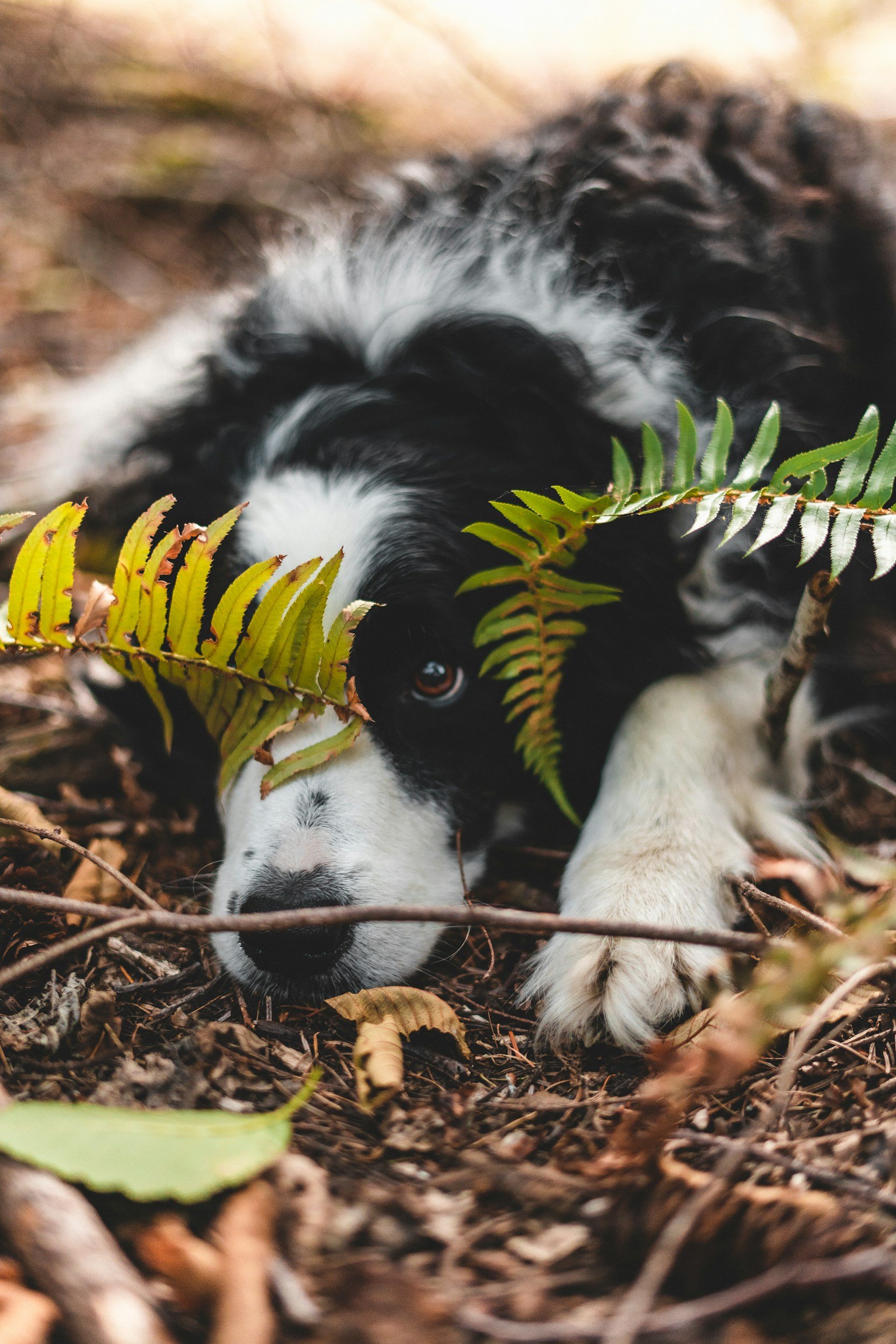 A black and white puppy with a white face and black nose lying on the ground amidst fallen leaves and green fern leaves.