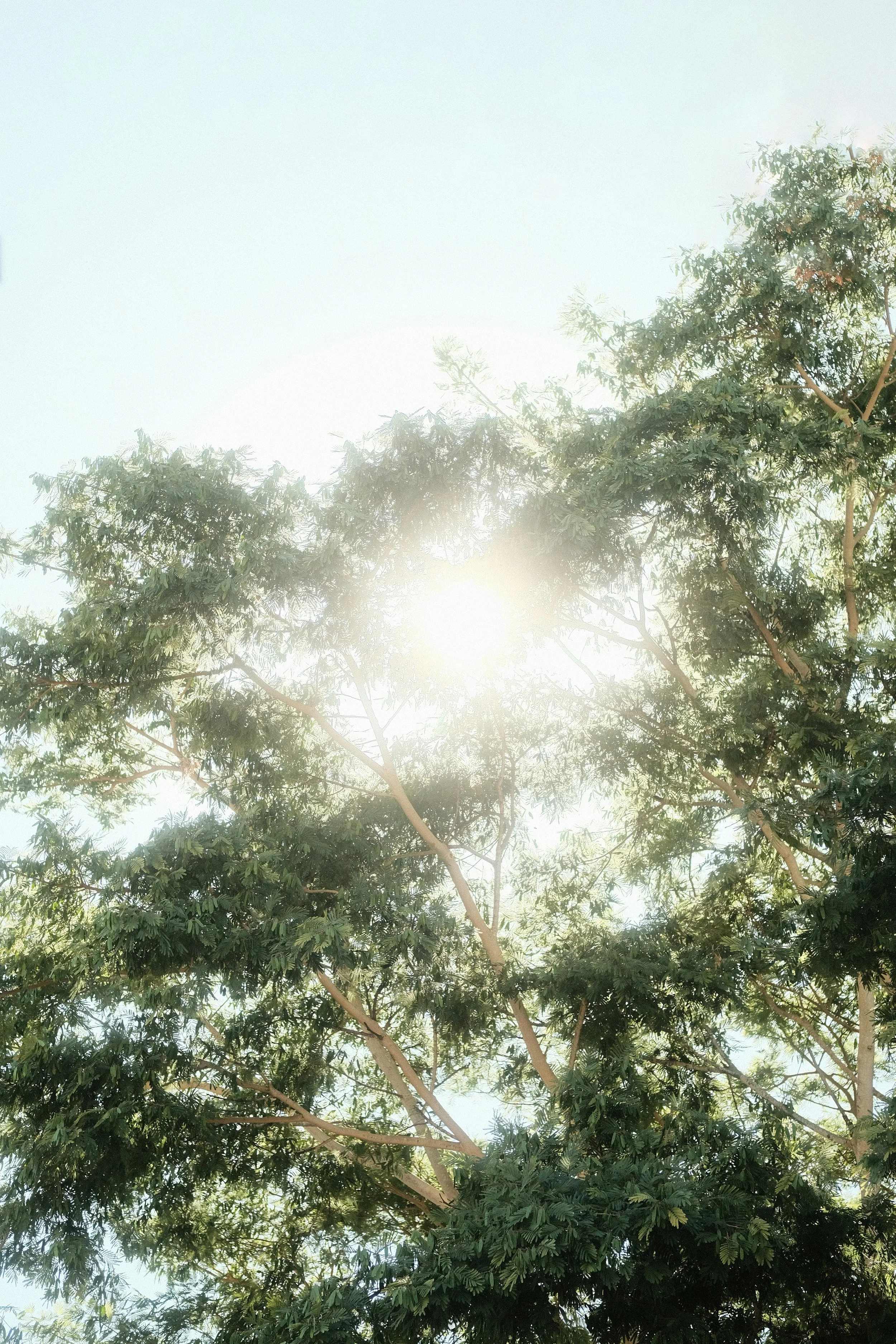 Tree branches and leaves with sunlight shining through against a clear sky.