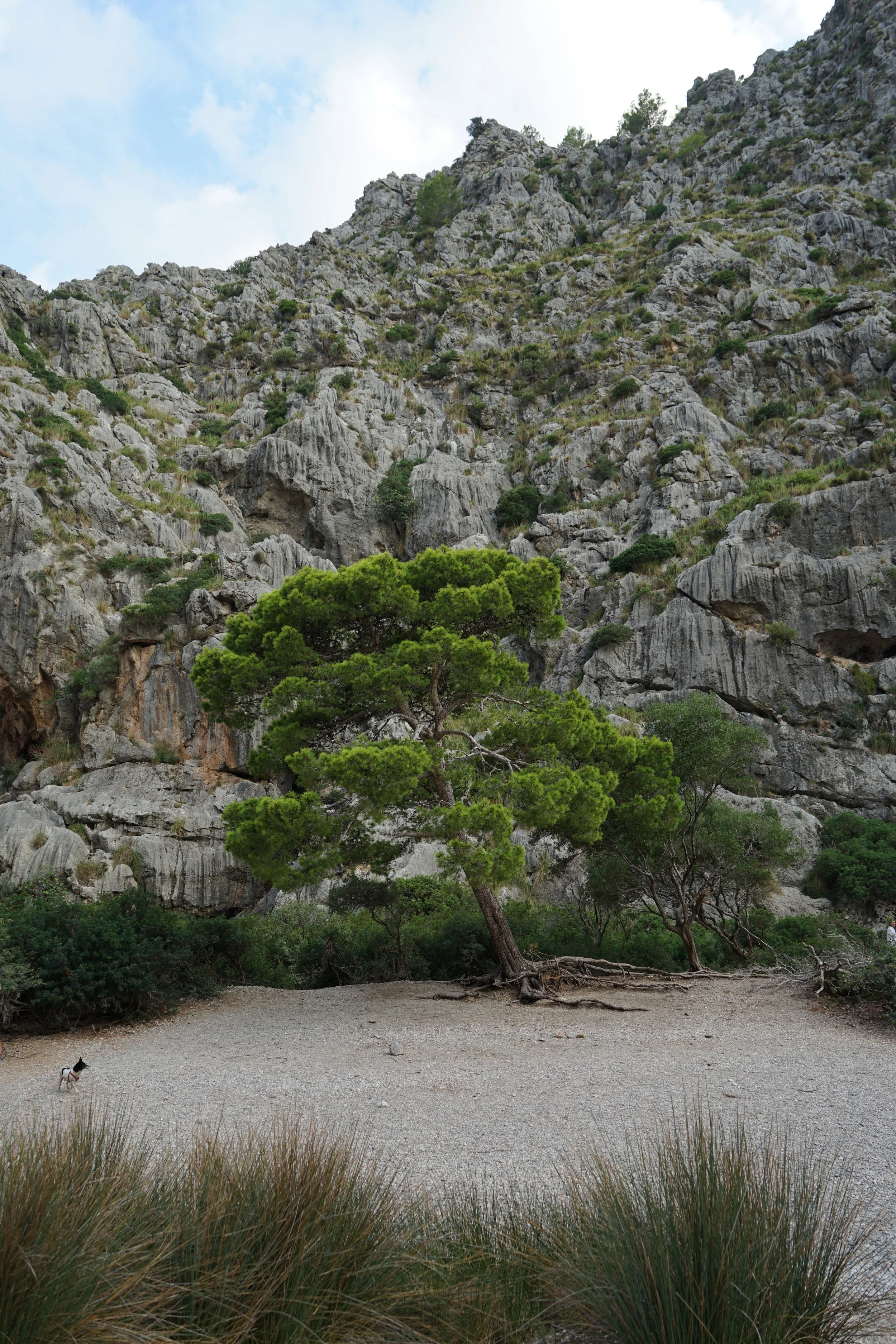 Natural landscape in Mallorca with Mediterranean trees and mountain views celebrating nature and conscious living.