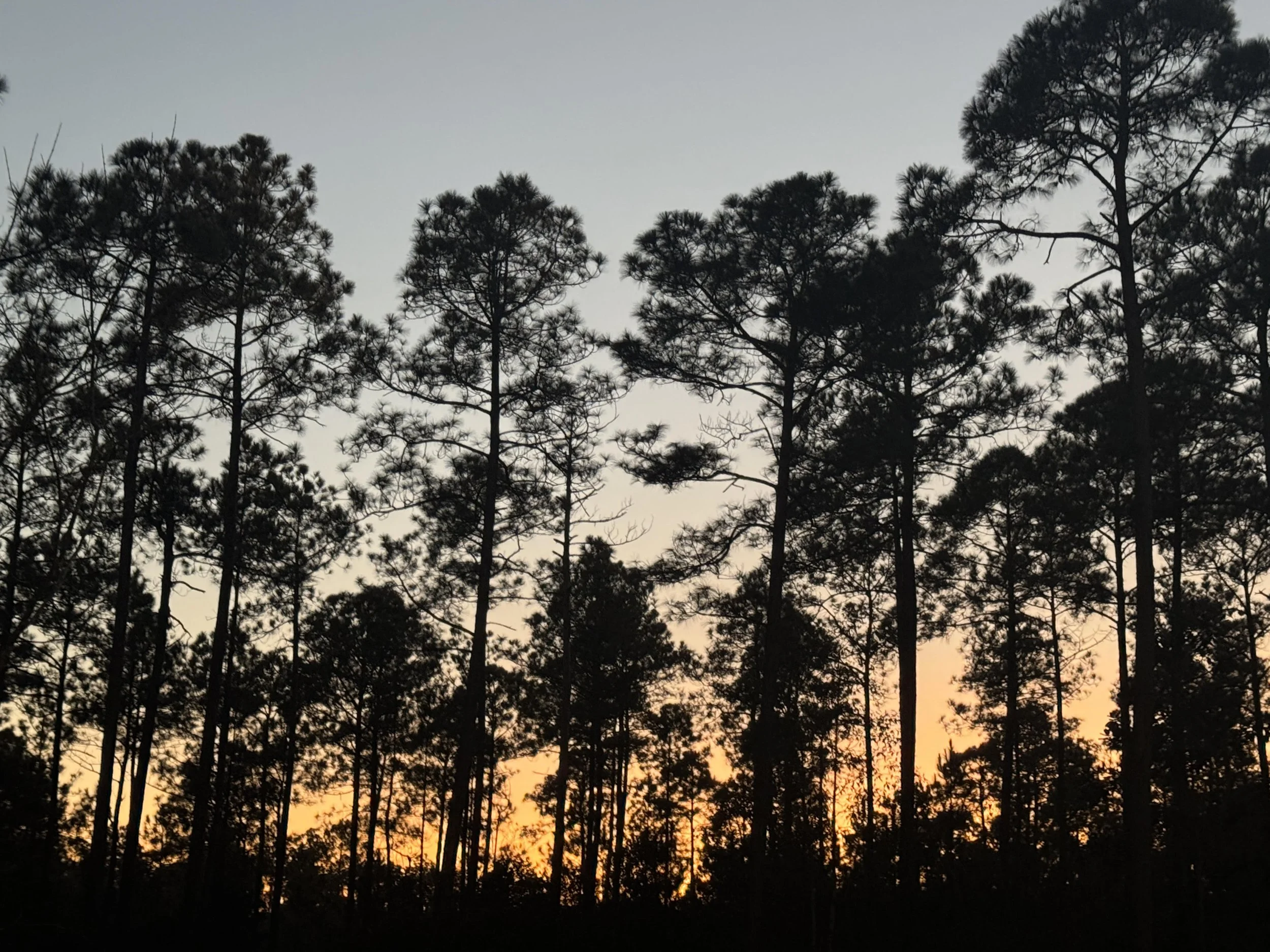 Silhouetted pine trees against a sunset or dusk sky with orange and blue hues.