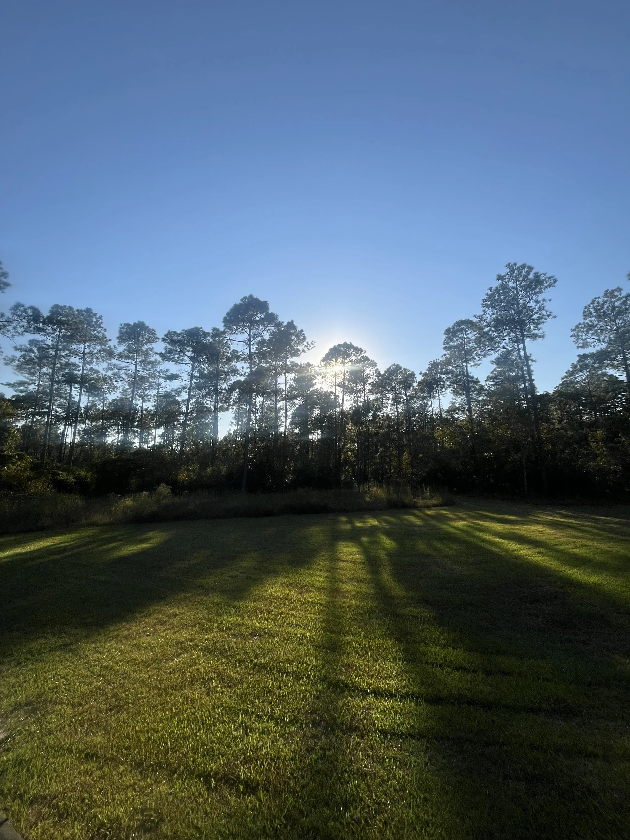 A scenic view of a forest with tall pine trees, the sun shining through the trees, and a well-maintained grassy area in the foreground.