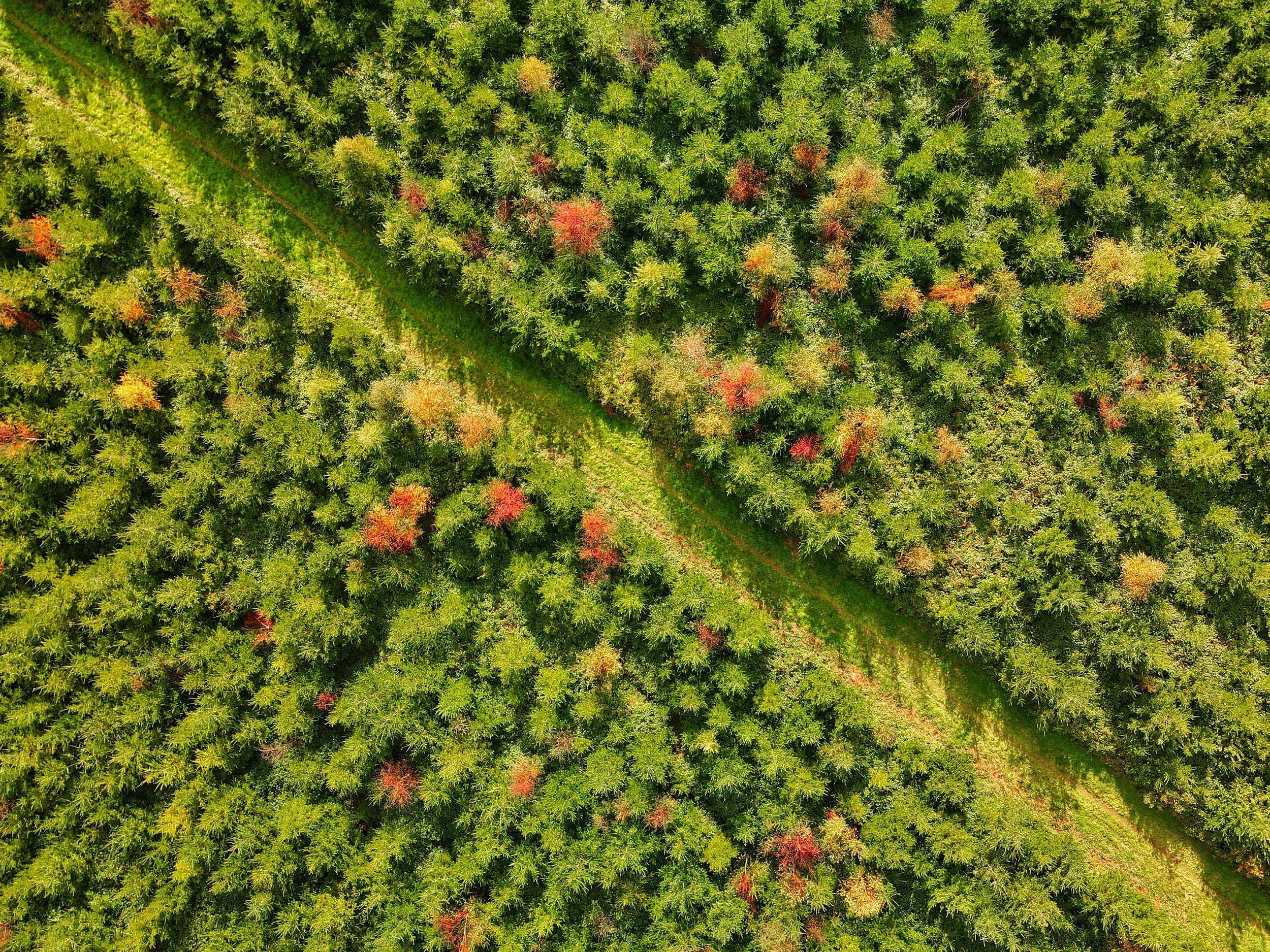 Aerial view of a dense forest with trees showing vibrant green and some reddish-orange foliage, and a grassy pathway running through the woods.