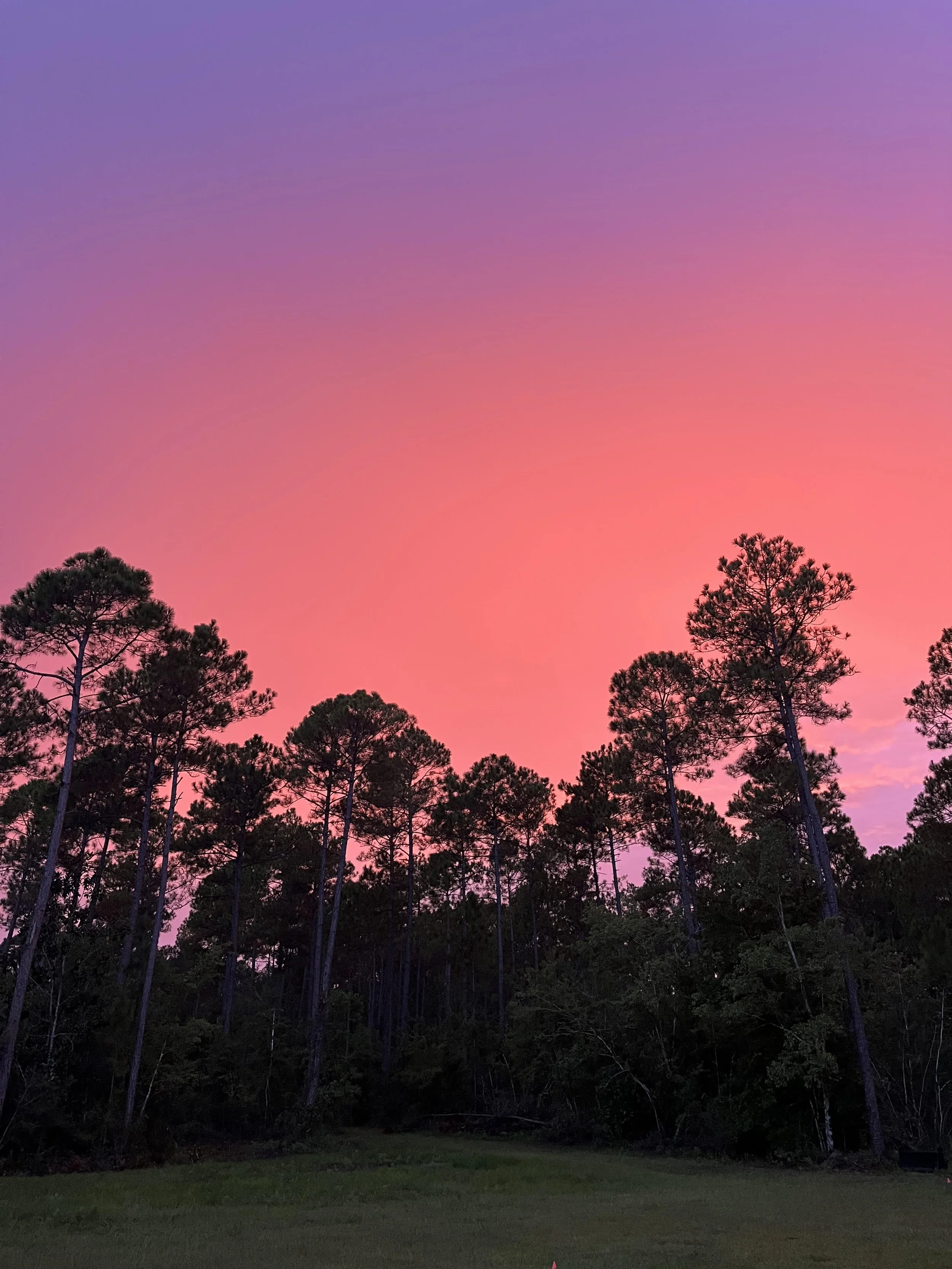 Silhouettes of tall pine trees against a colorful evening sky with pink, purple, and blue hues.