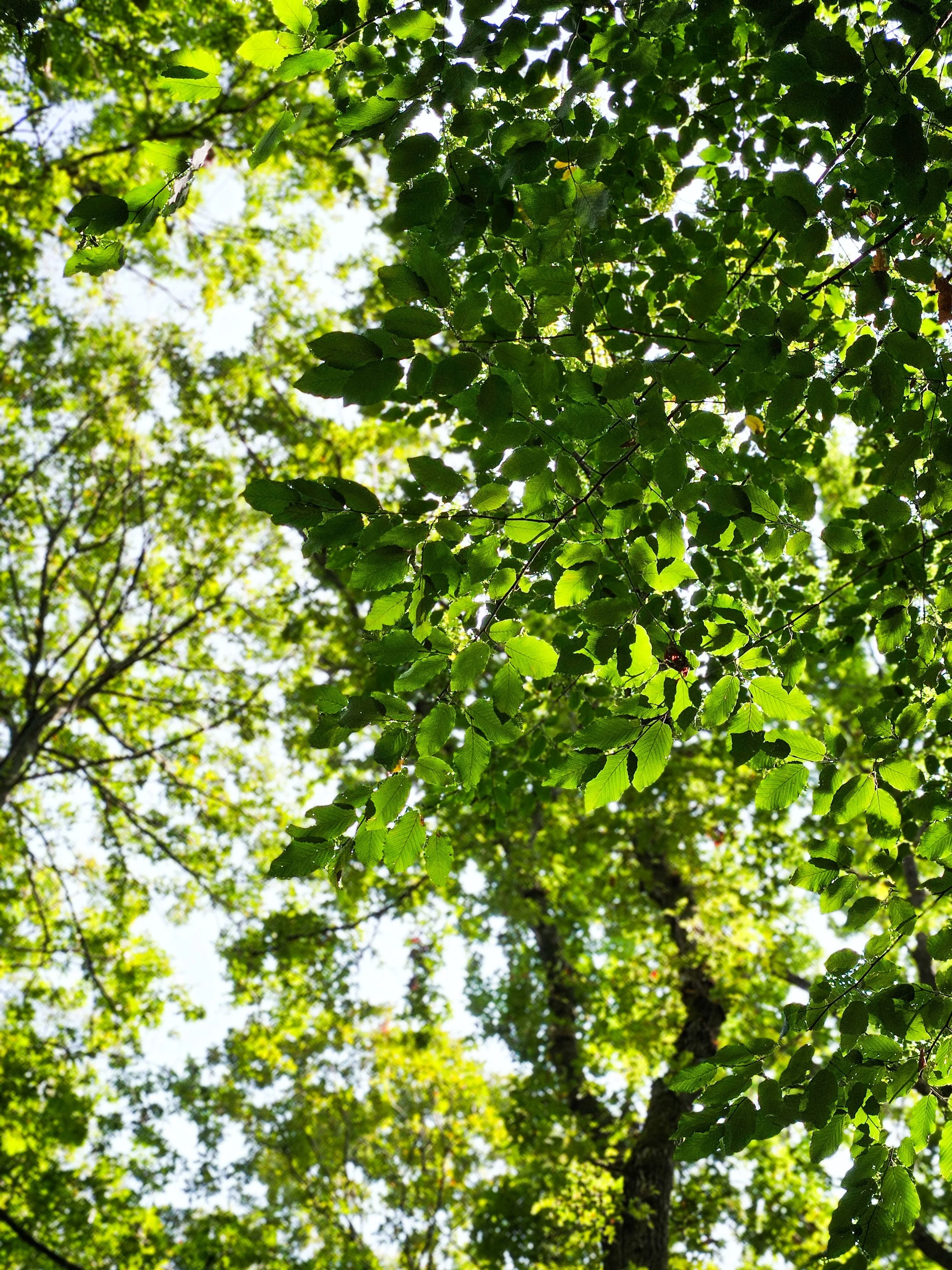 Looking up at green leaves on a tree, with sunlight filtering through the foliage.