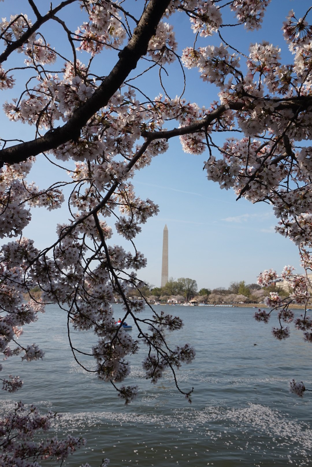 Cherry blossoms over a river with the Washington Monument in the background, under a clear blue sky.