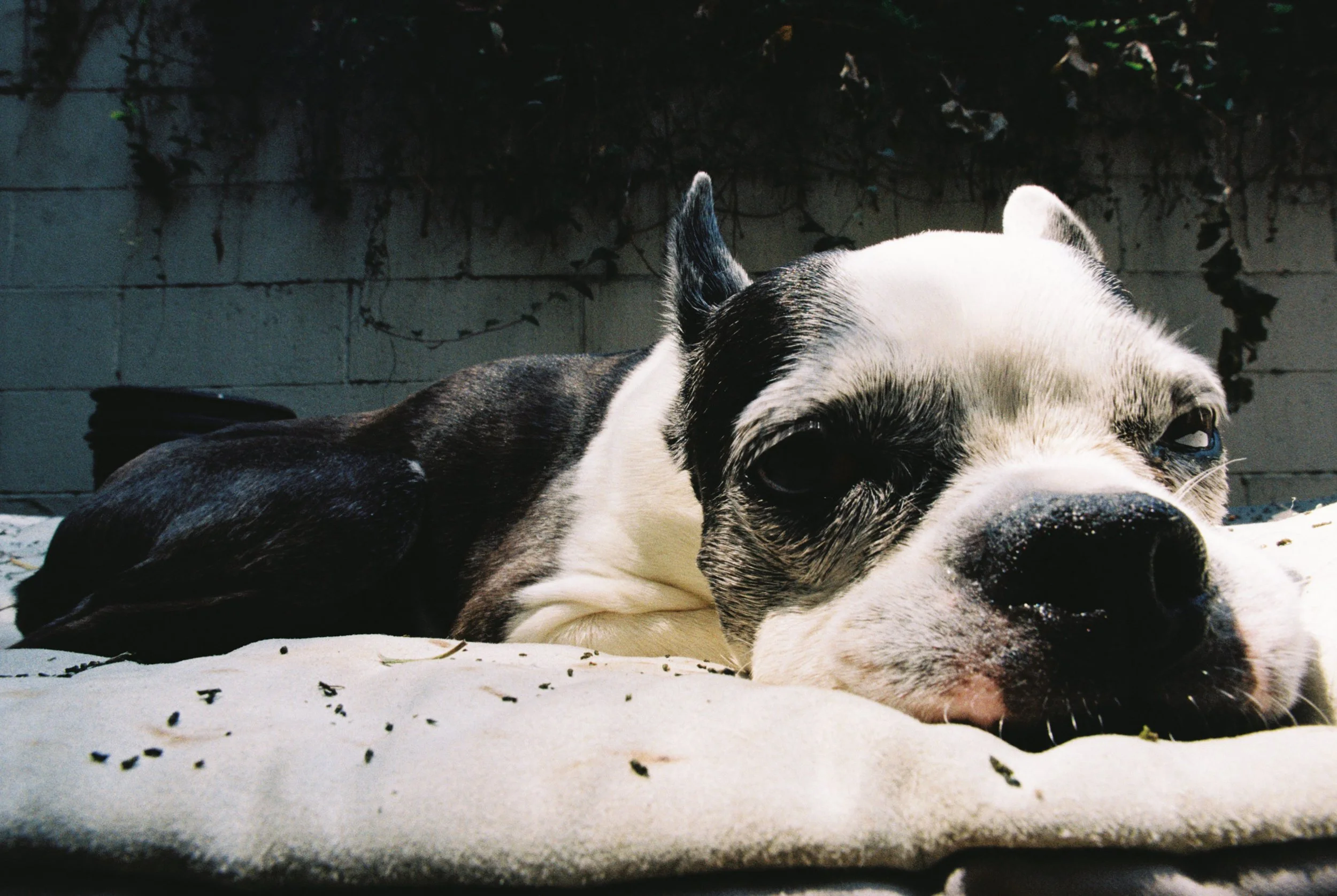0008098_0008098-R1-020-8A.jpg