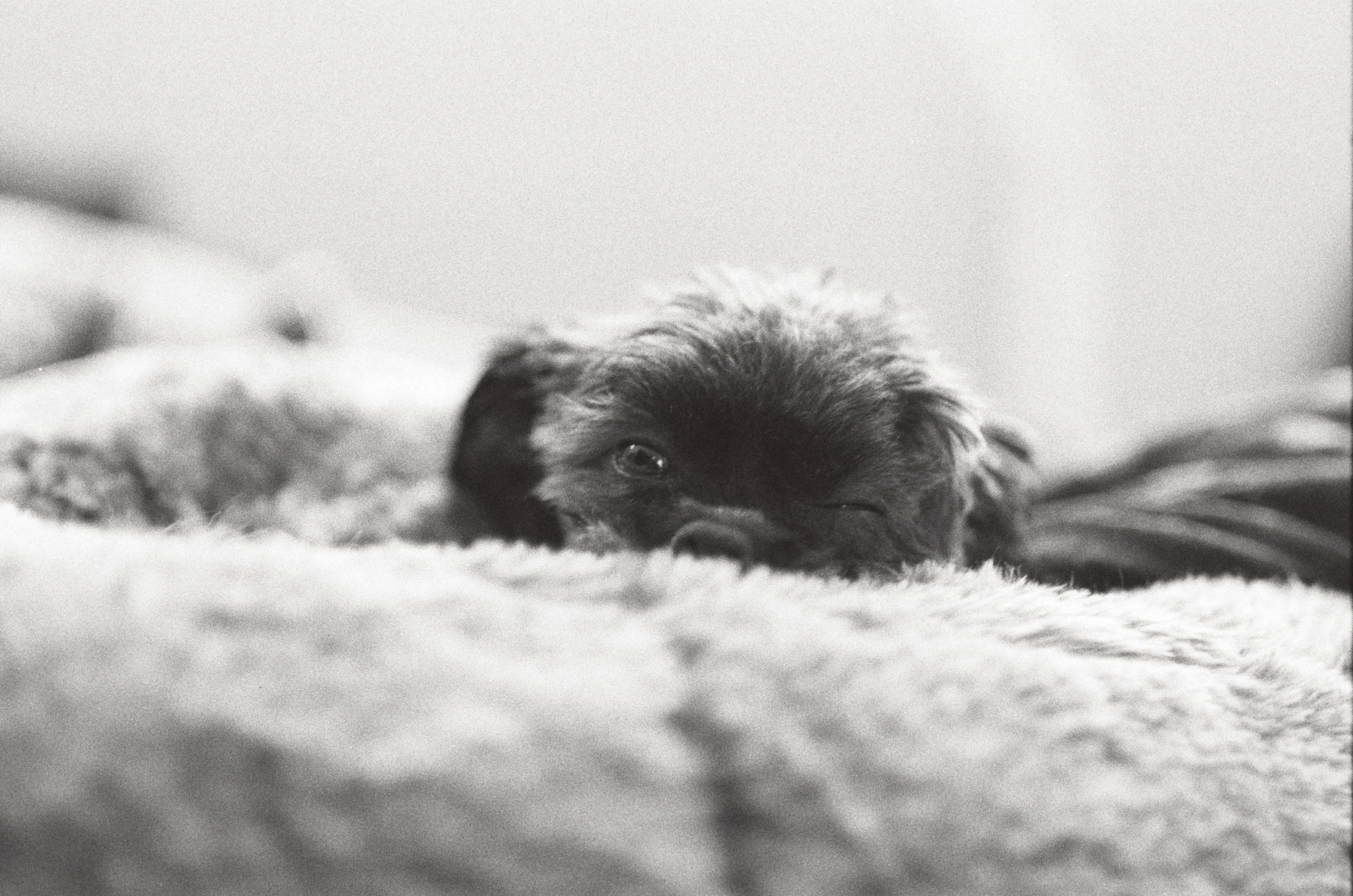 A wink from Dreamland