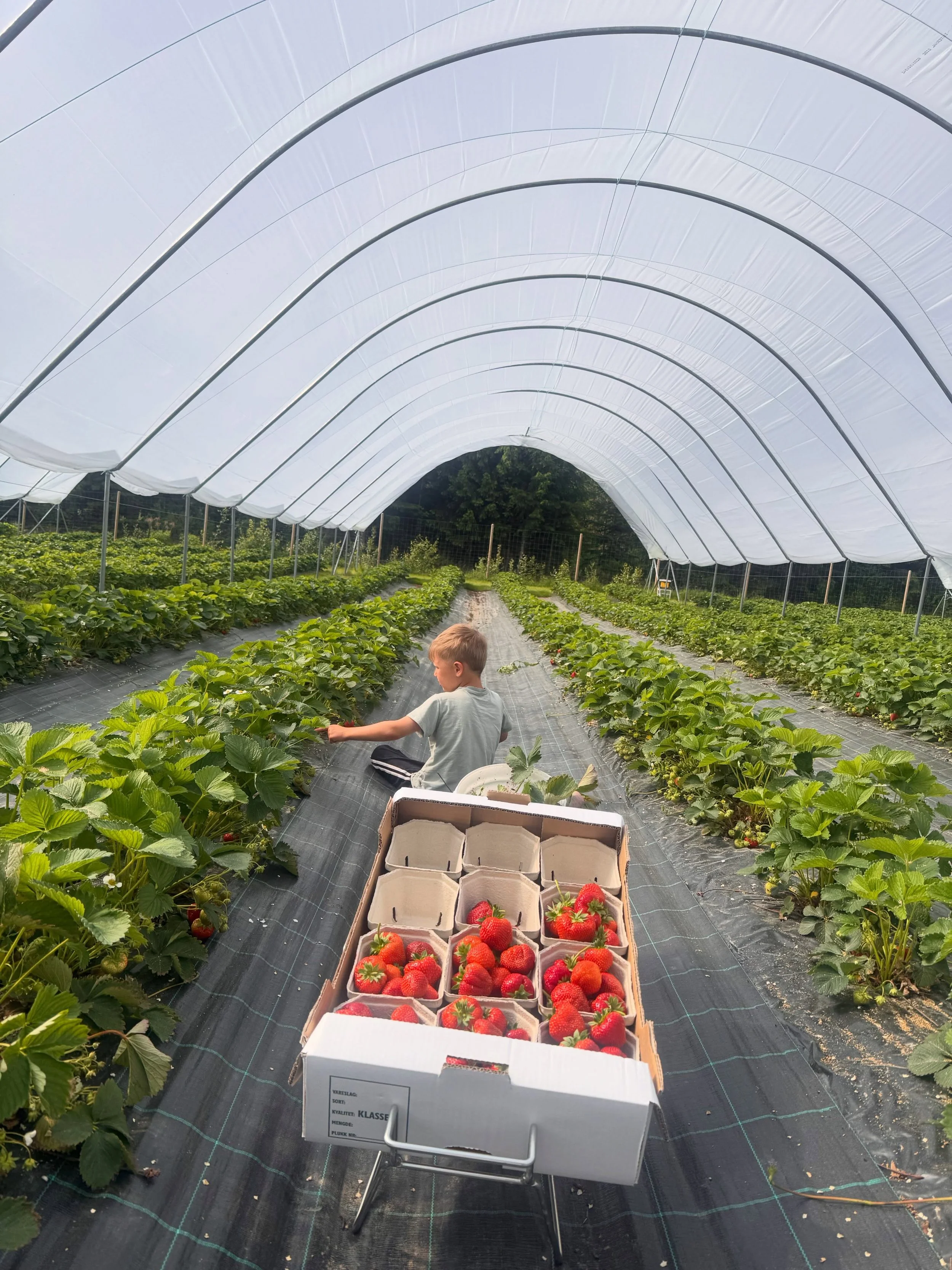 🍓 Selvplukk av &oslash;kologiske jordb&aelig;r

Vi &aring;pner opp for selvplukk fredag 3. juli og l&oslash;rdag 4. juli!

For at alle skal f&aring; en hyggelig opplevelse, tar vi imot maksimalt 5 familier per dag. Plassene fordeles etter f&oslash;r
