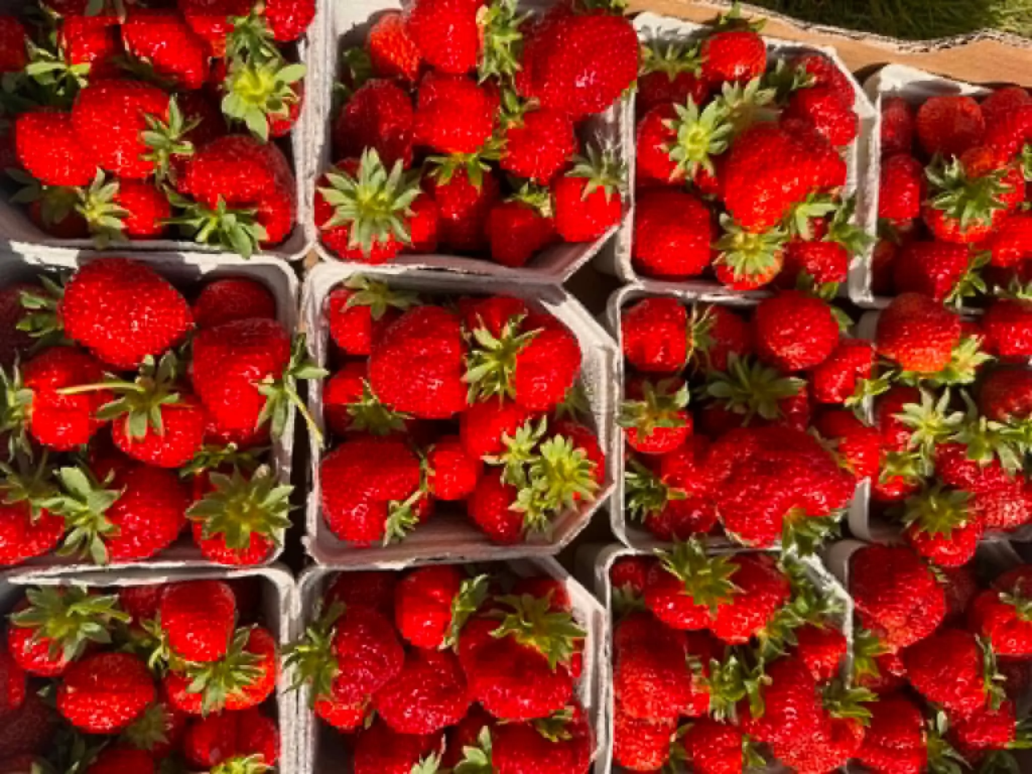 SISTE SJANSE FOR &Aring; SIKRE SEG FERDIGPLUKKEDE JORDB&AElig;RKASSE🍓
Vi har n&aring; fem kasser med ferdigplukkede, &oslash;kologiske jordb&aelig;r av typen sonata som er til salgs! Dette vil v&aelig;re siste sjansen for &aring; kj&oslash;pe ferdig