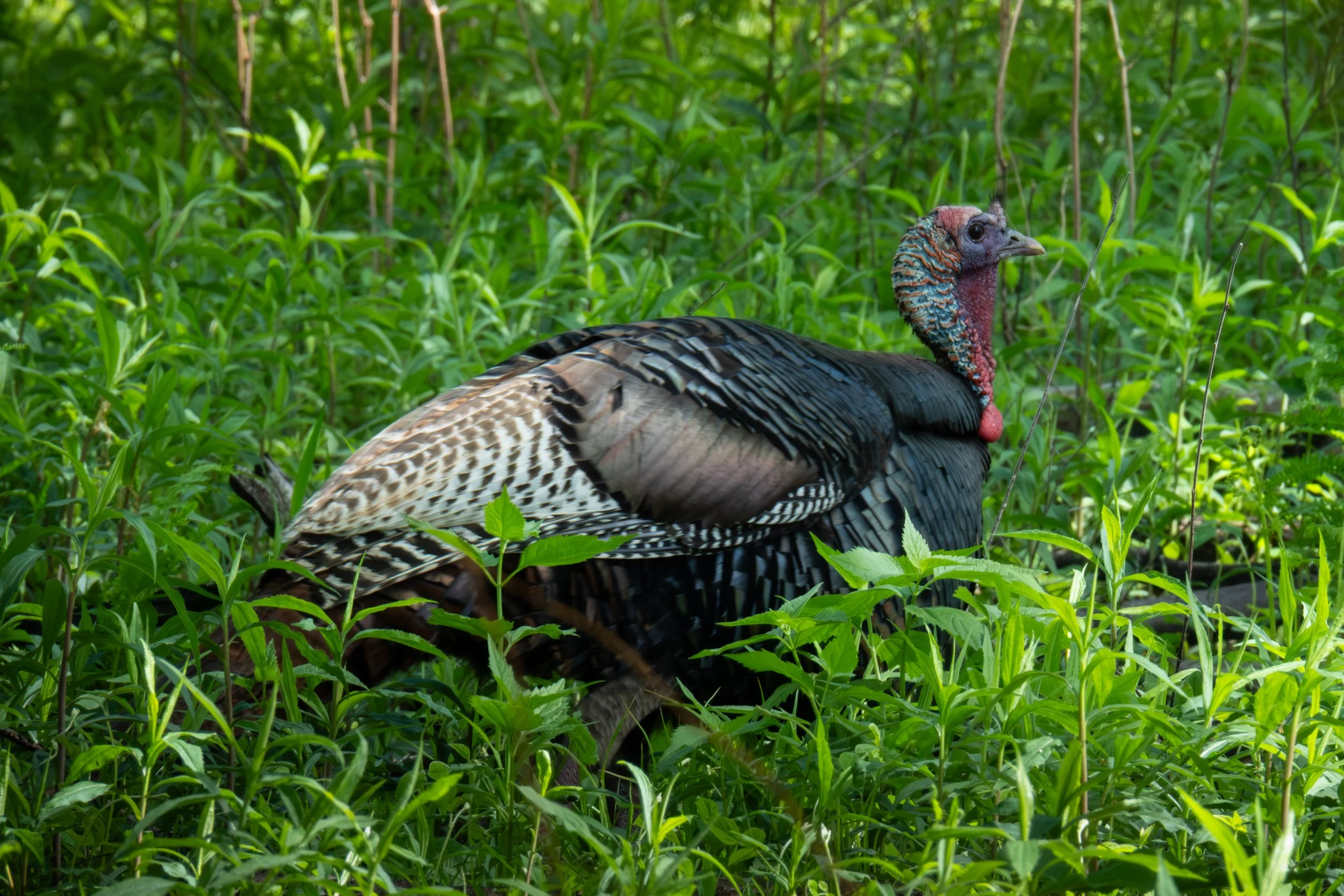 Wild Turkey ( Meleagris gallopavo ) Frontenac, Minnesota
