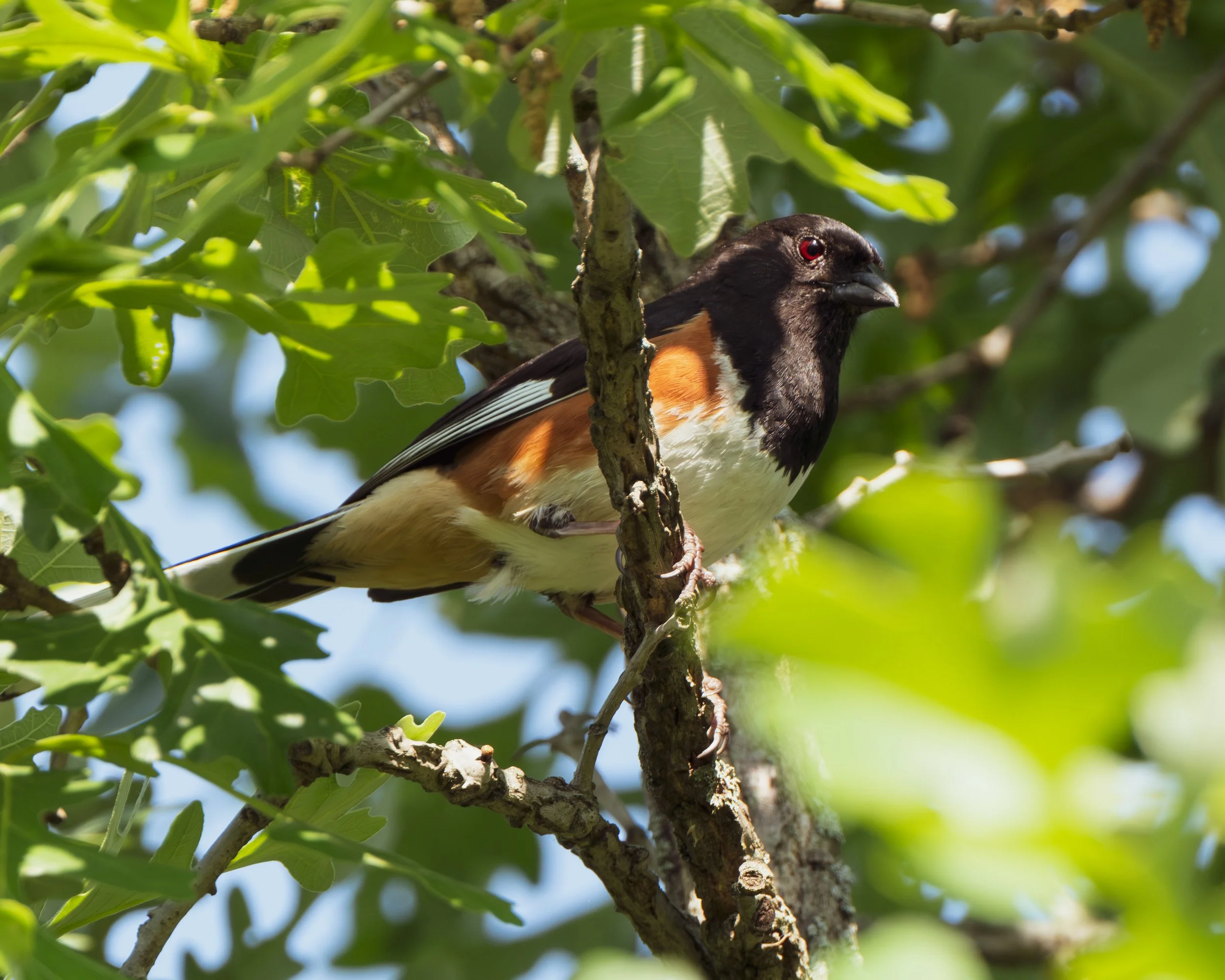 Eastern Towhee ( Pipilo erythrophthalmus ) Hastings, Minnesota