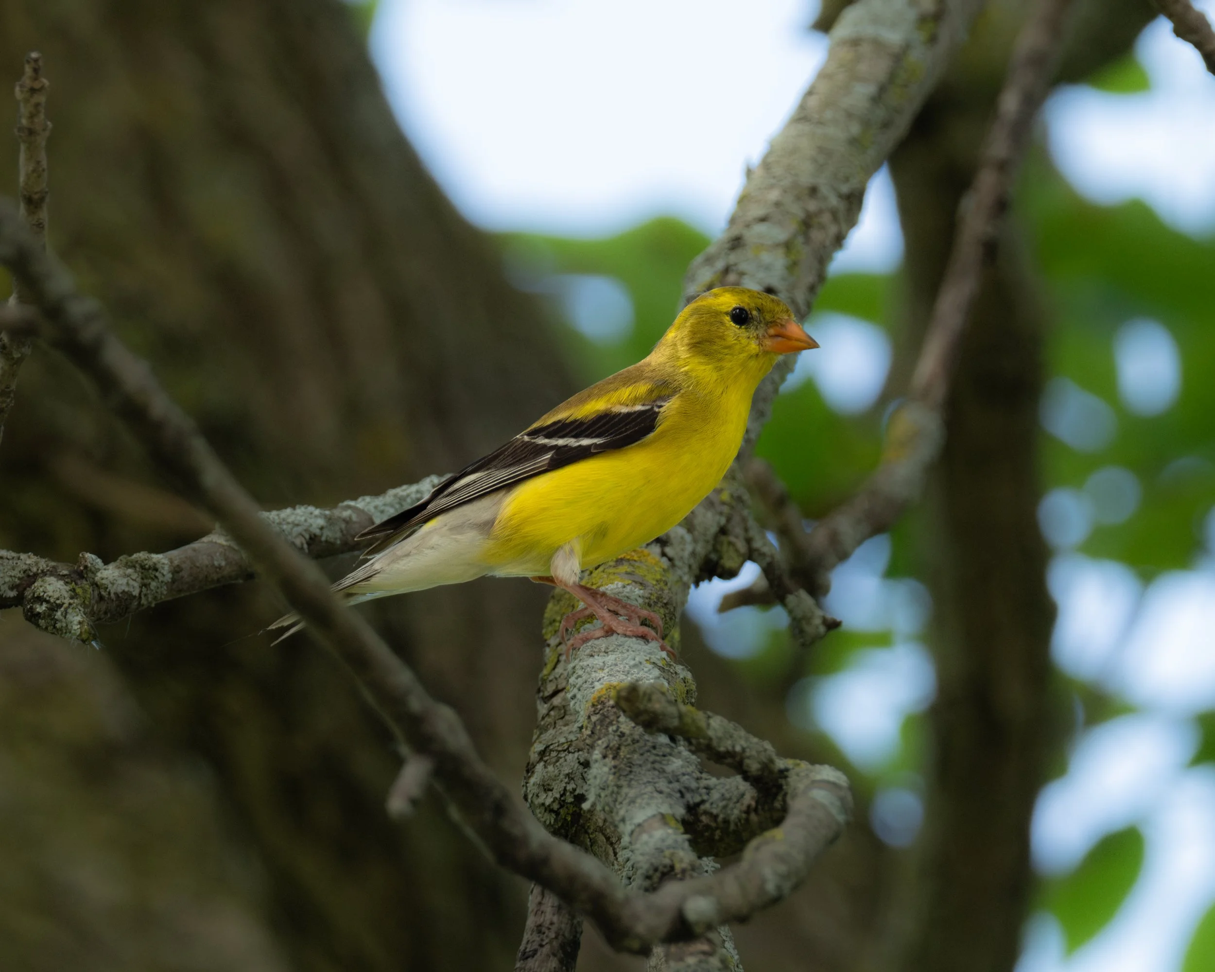 American Goldfinch ( Spinus tristis ) Hastings, Minnesota