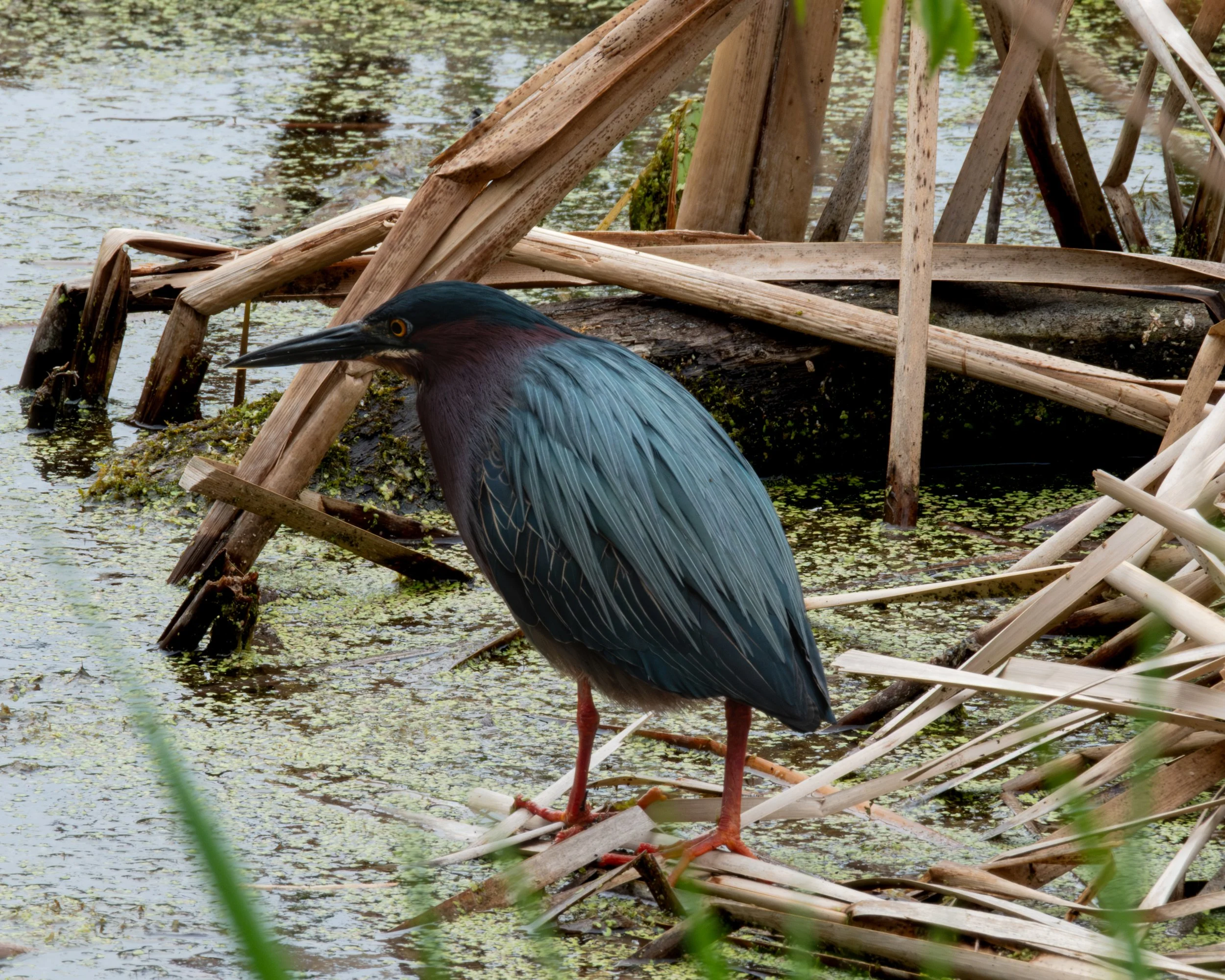Green Heron ( Butorides virescens ) West Saint Paul, Minnesota