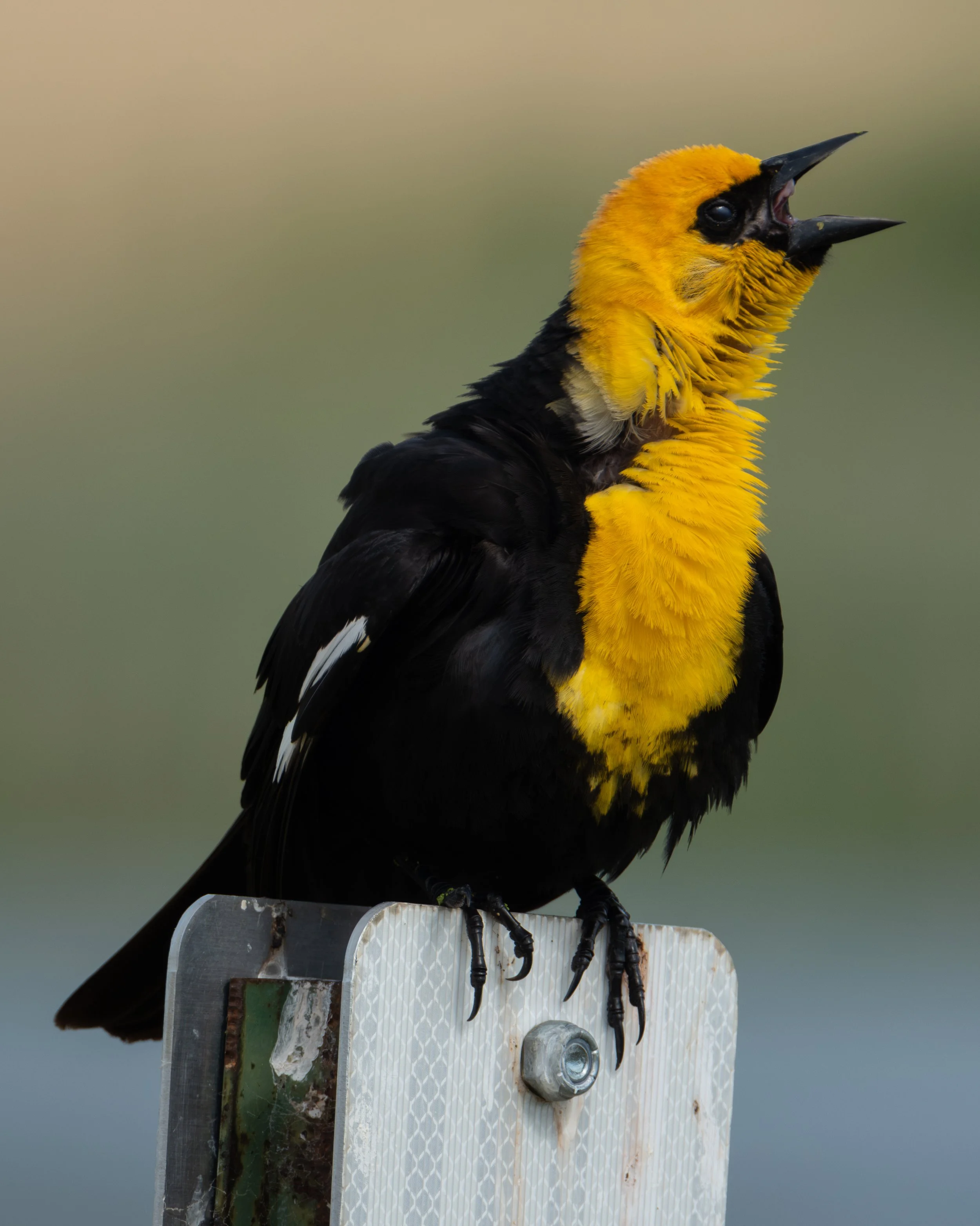 Yellow-headed Blackbird ( Xanthocephalus xanthocephalus ) Hastings, Minnesota