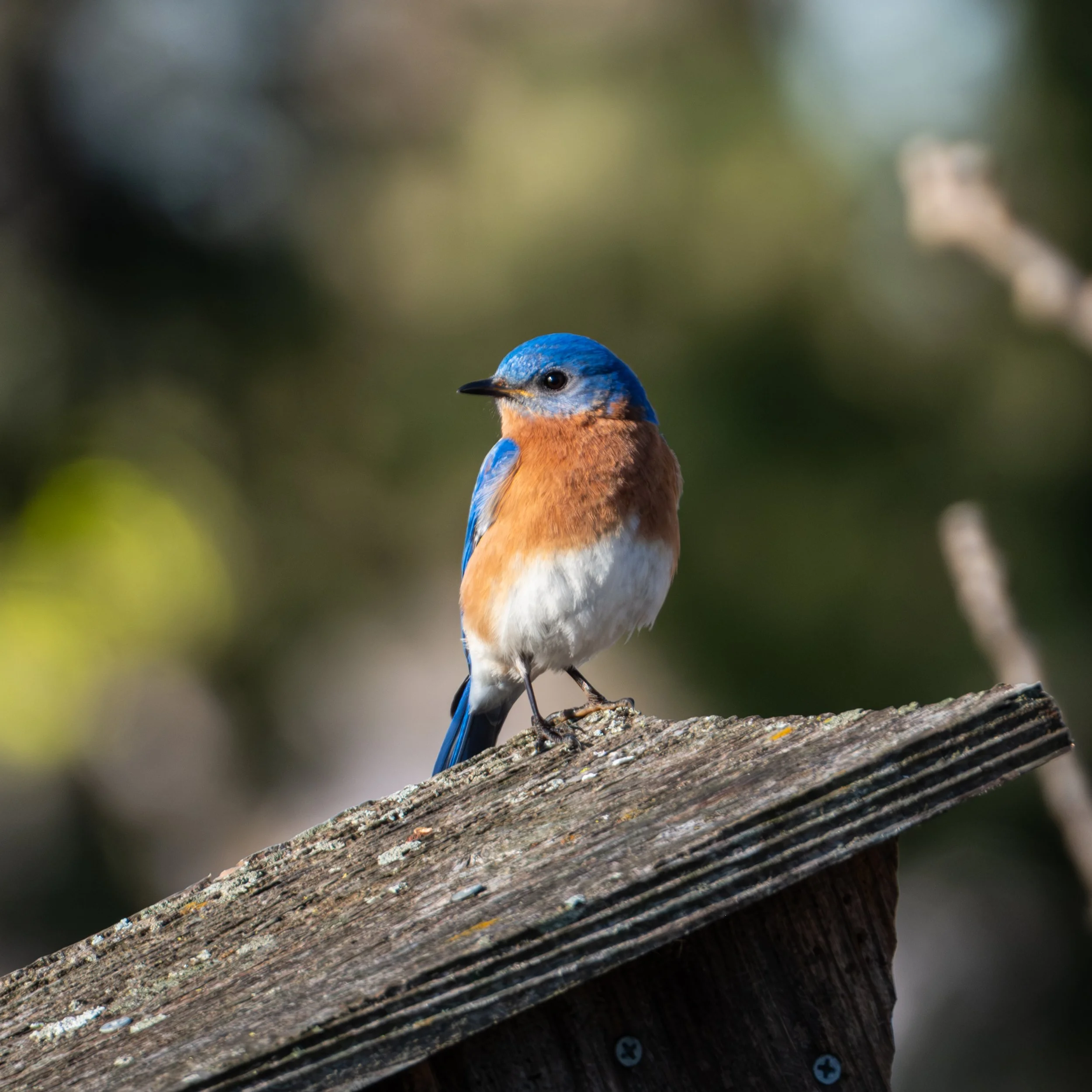 Eastern Bluebird ( Sialia sialis ) Hastings, Minnesota