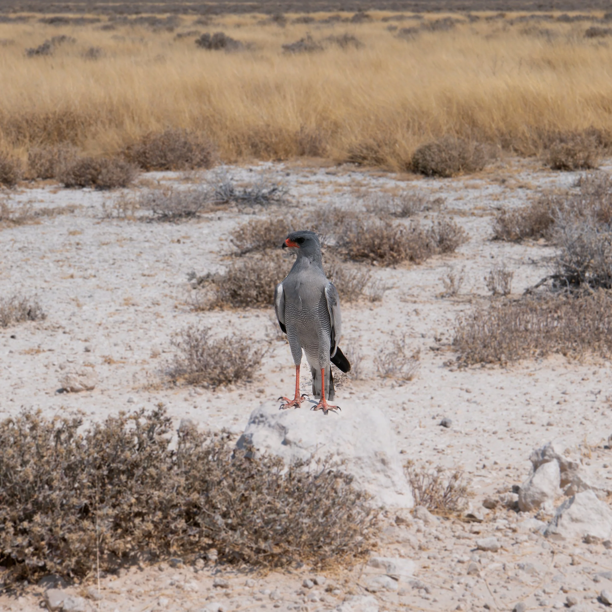Dark Chanting Goshawk ( Melierax metabates ) Etosha, Namibia