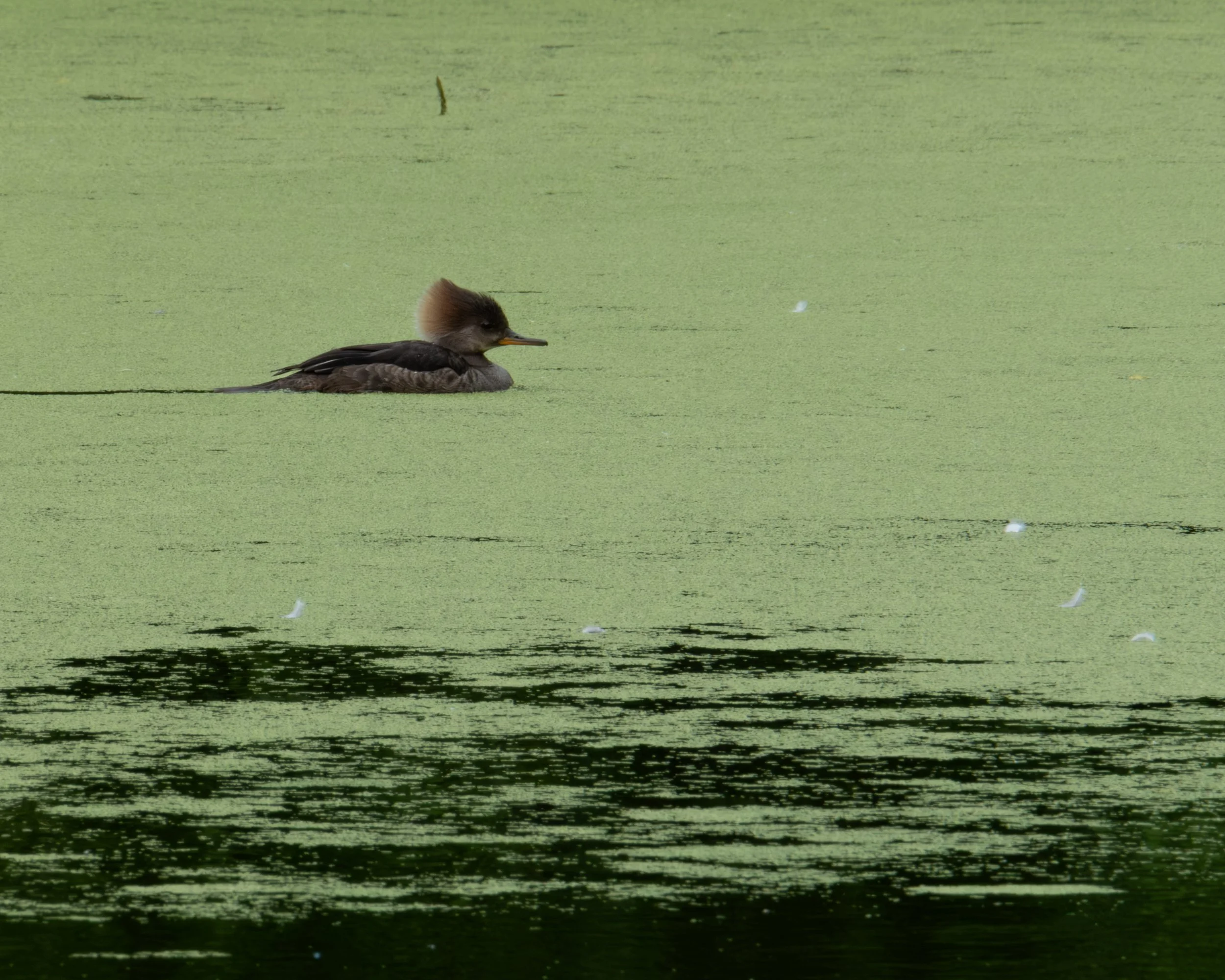 Hooded Merganser ( Lophodytes cucullatus ) West Saint Paul, Minnesota