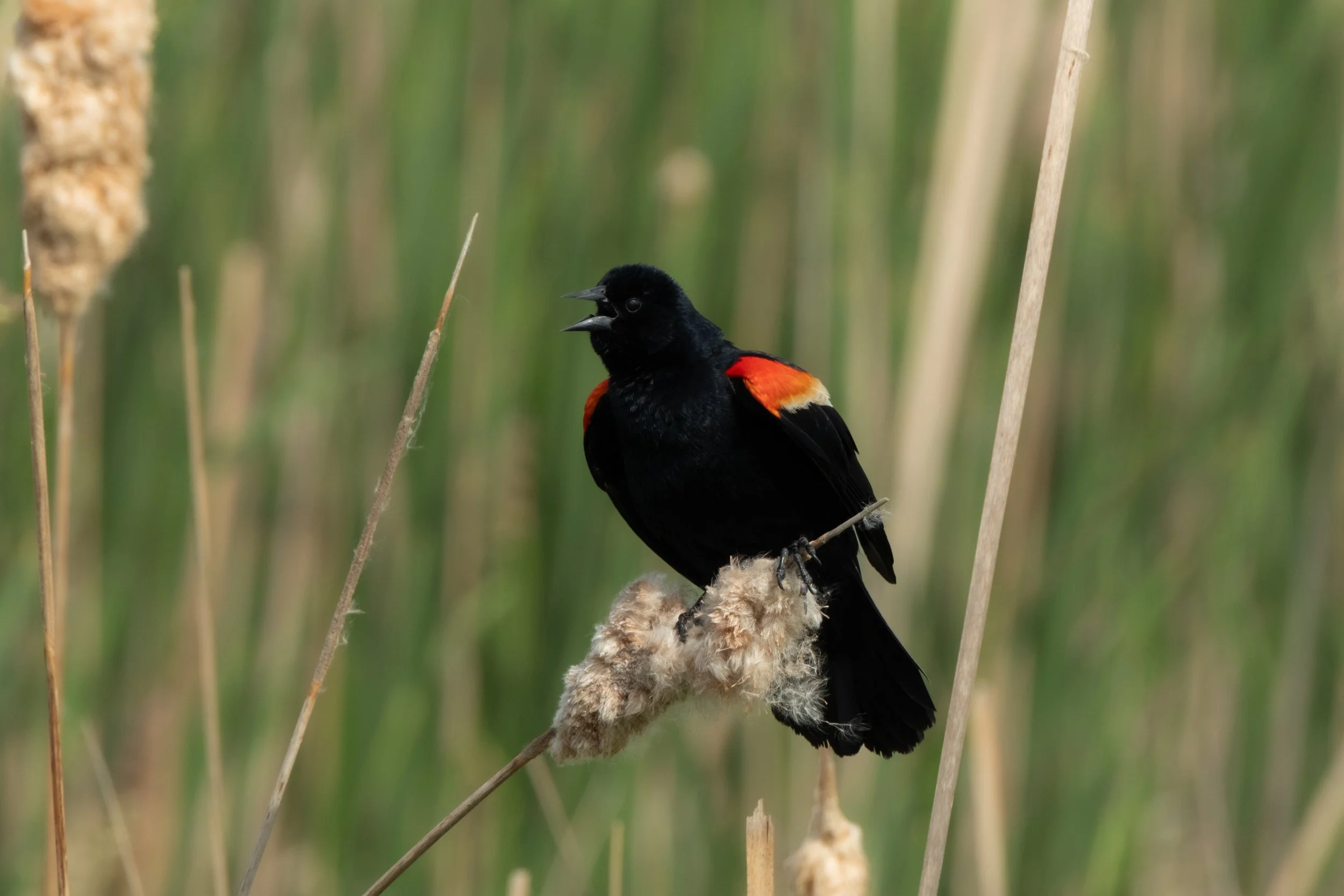 Red-winged Blackbird ( Agelaius phoeniceus ) Hastings, Minnesota