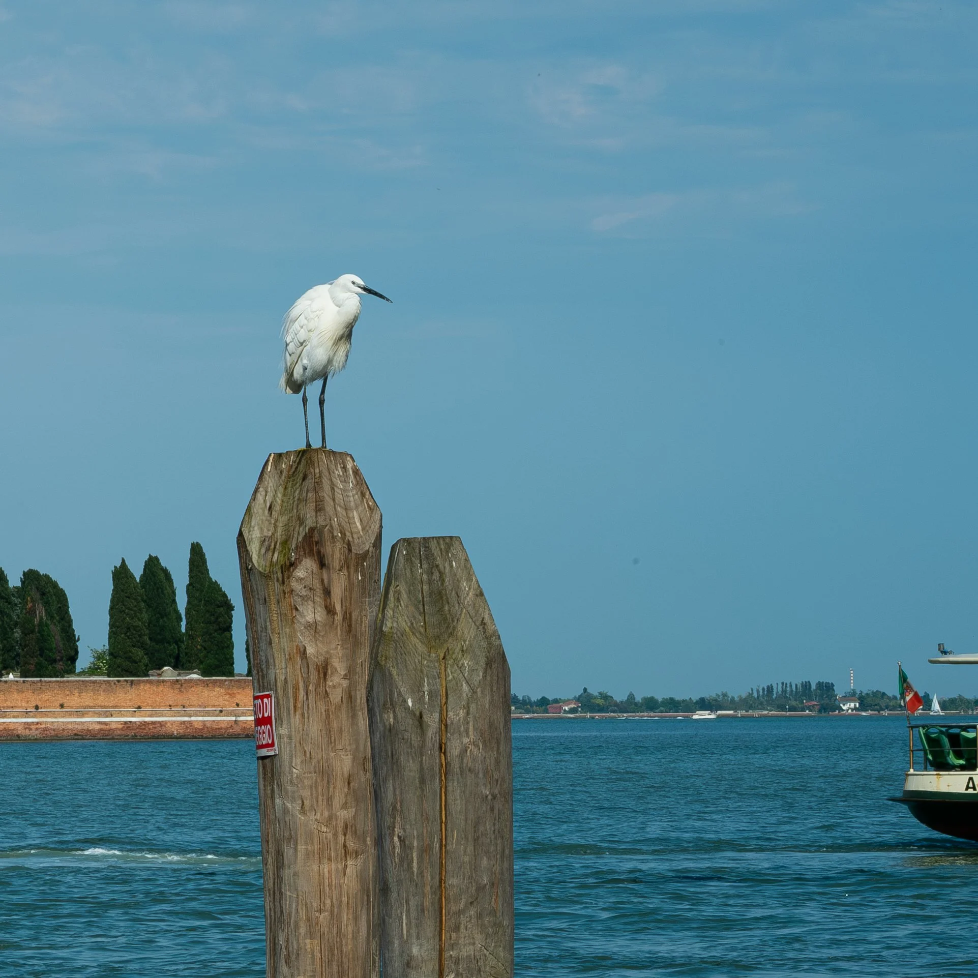 Little Egret ( Egretta garzetta ) Venice, Italy
