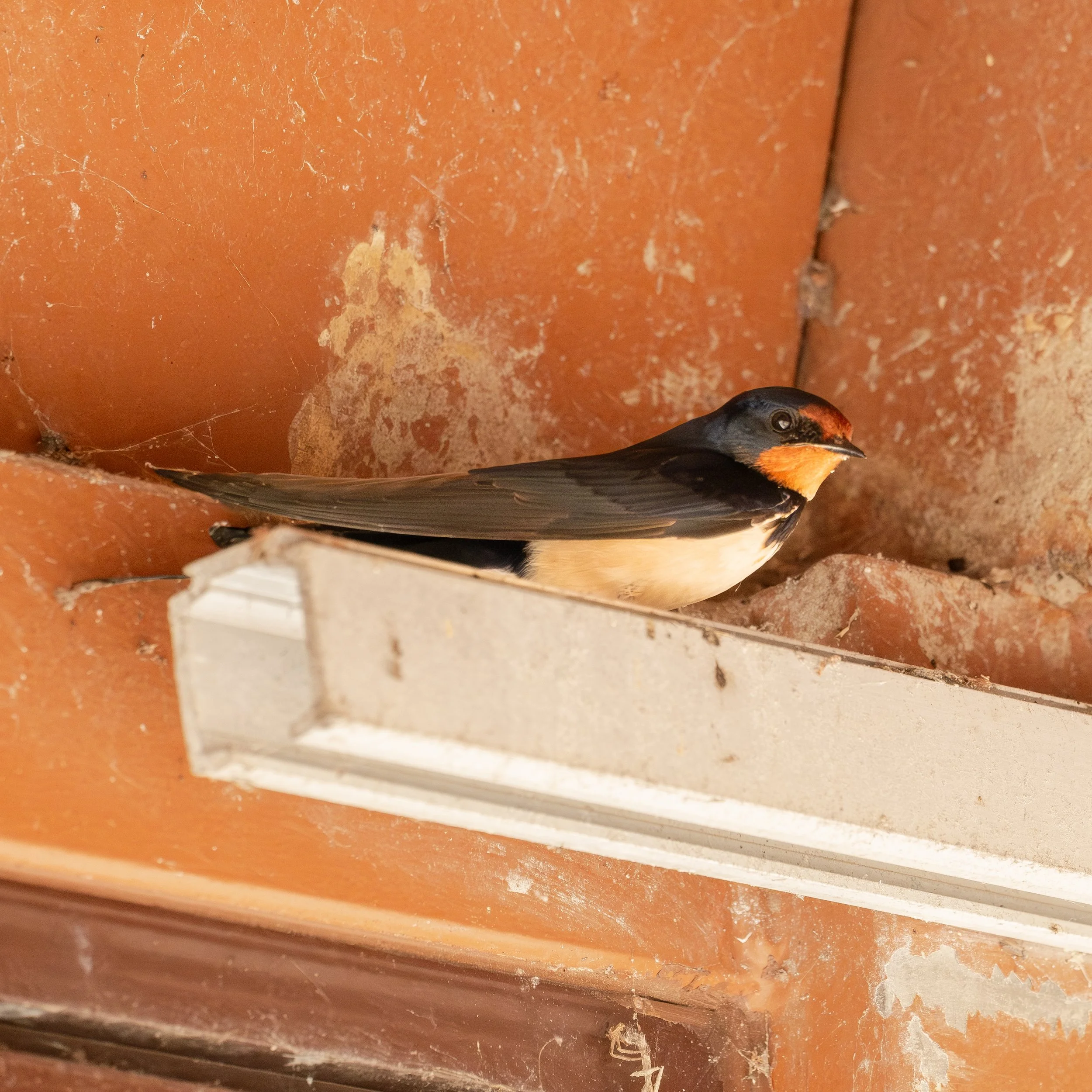 Barn Swallow ( Hirundo rustica ) Venice, Italy