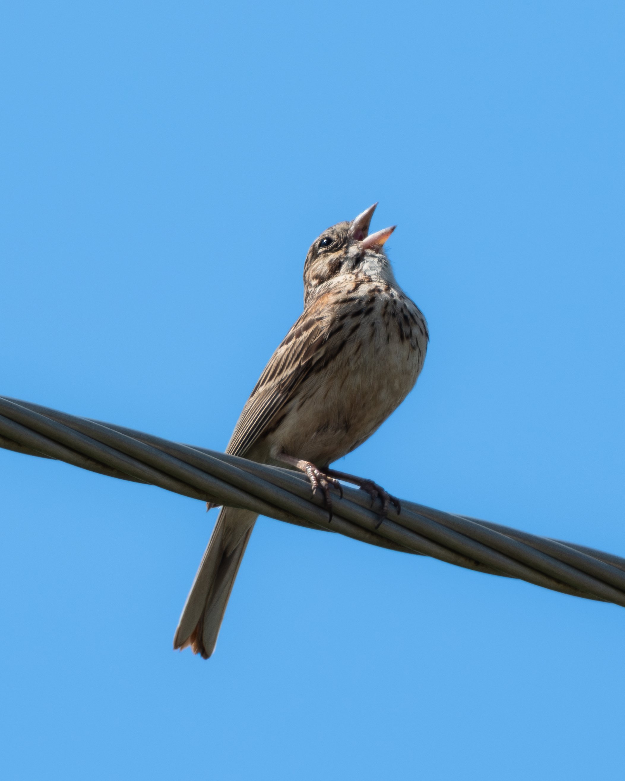 Vesper Sparrow ( Pooecetes gramineus ) Hastings, Minnesota