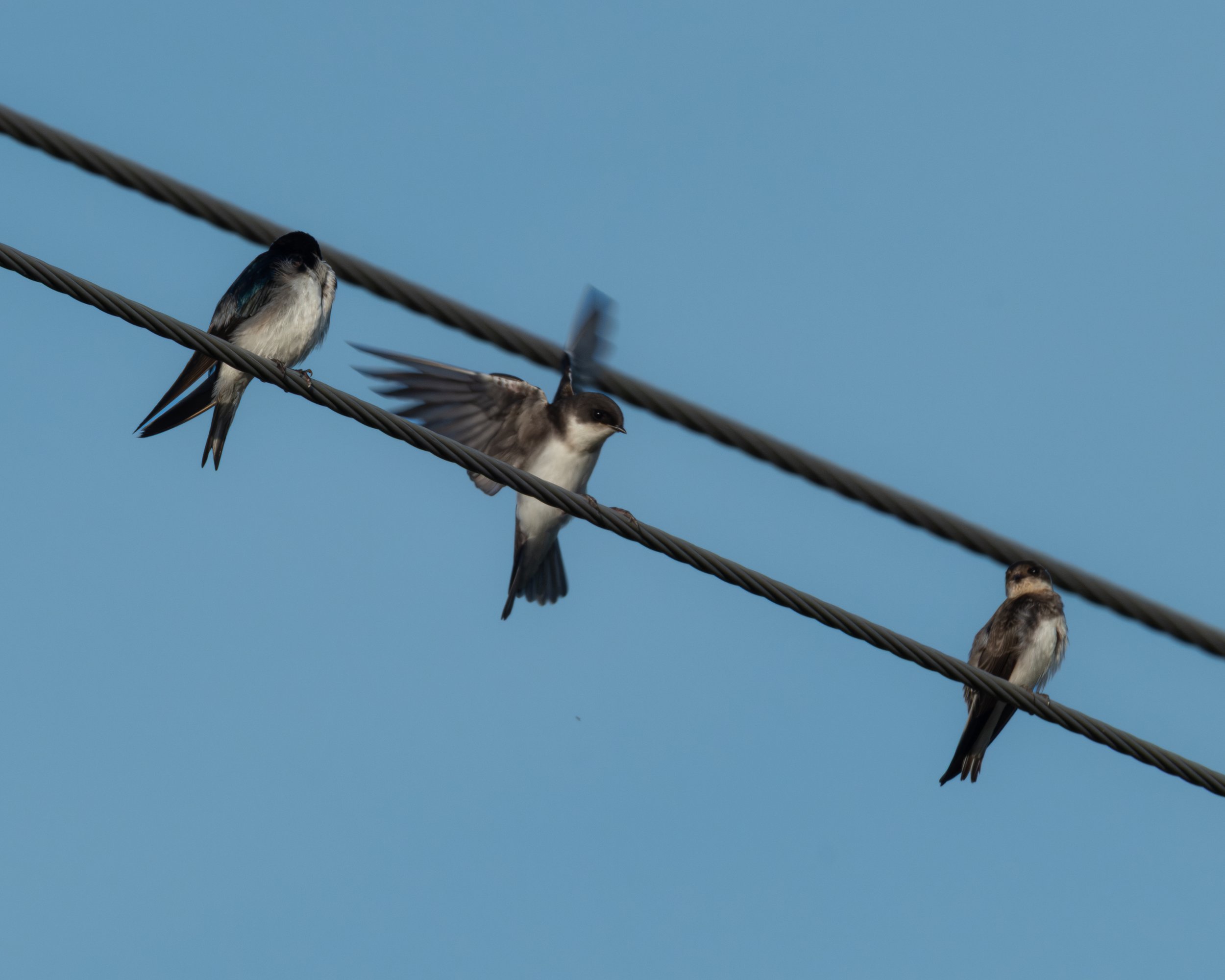 Tree ( Tachycineta bicolor ) & Northern Rough-winged ( Stelgidopteryx serripennis ) Swallows Hastings, Minnesota