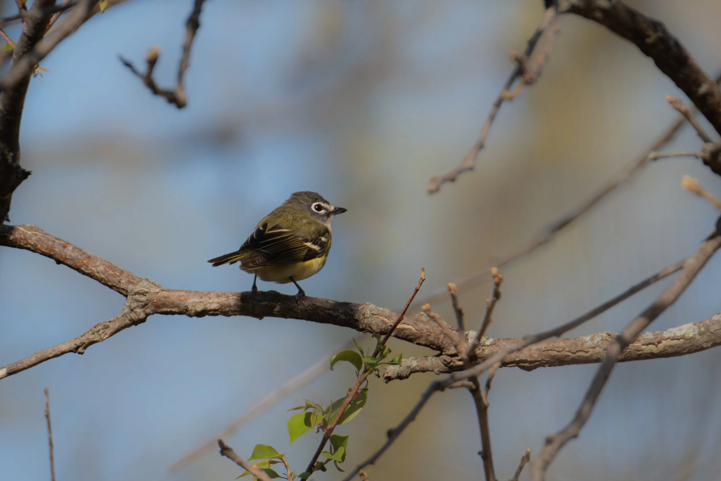 Blue-headed Vireo ( Vireo solitarius ) Sherburne NWR, Minnesota