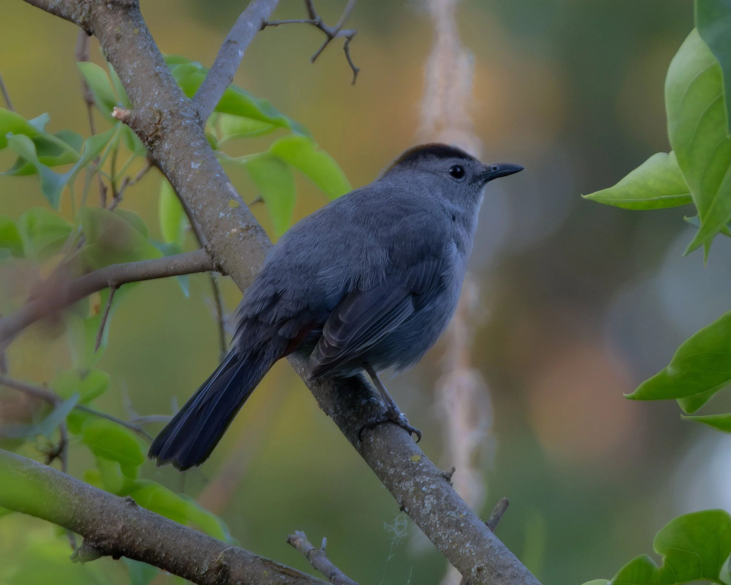 Gray Catbird ( Dumetella carolinensis ) Hastings, Minnesota