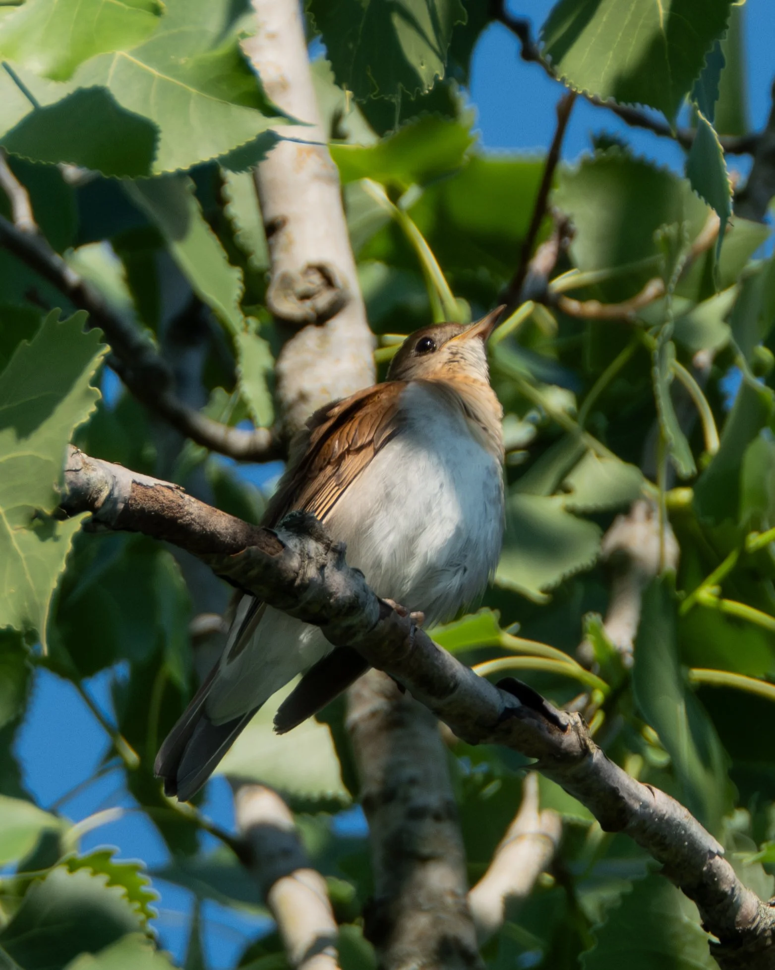 Veery ( Catharus fuscescens ) 
Frontenac, Minnesota 