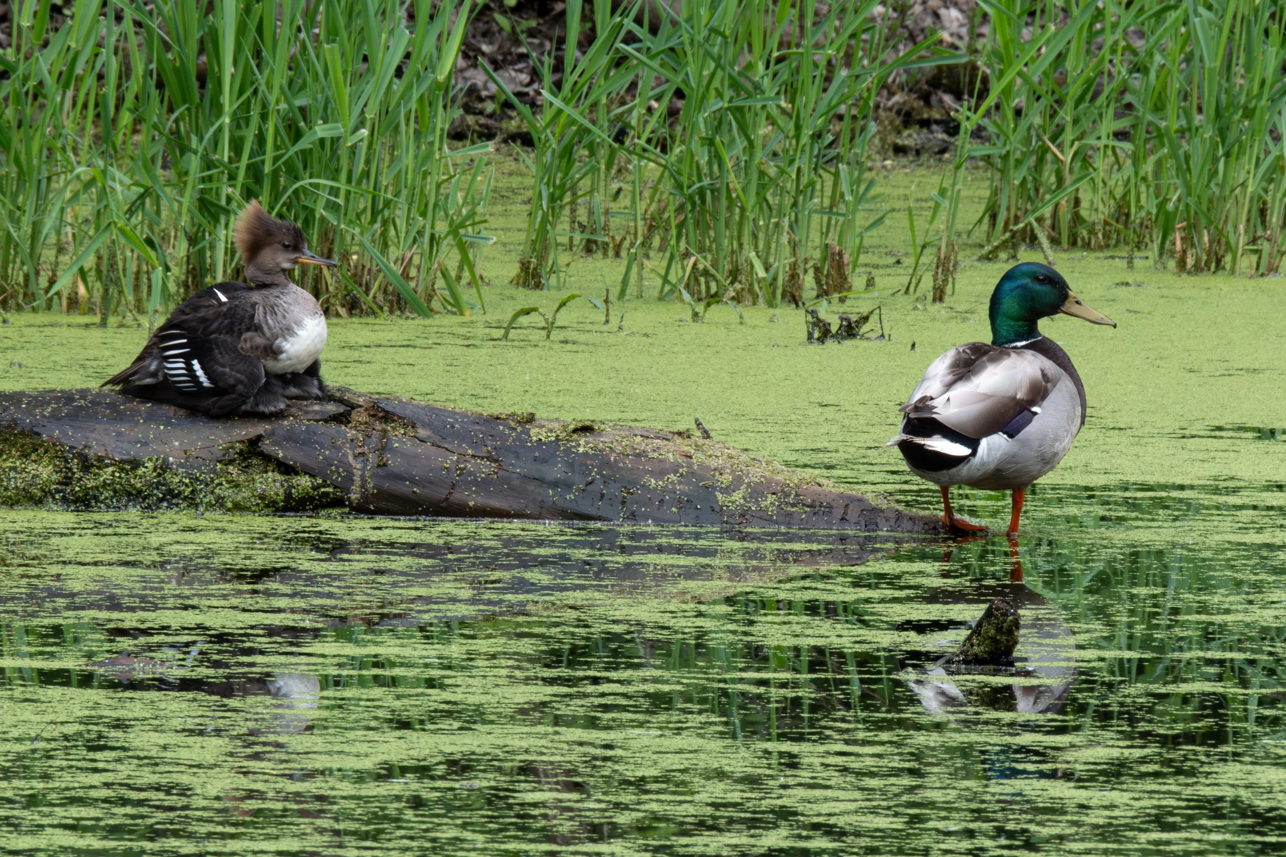 Hooded Merganser ( Lophodytes cucullatus ) & Mallard ( Anas platyrhynchos ) West Saint Paul, Minnesota