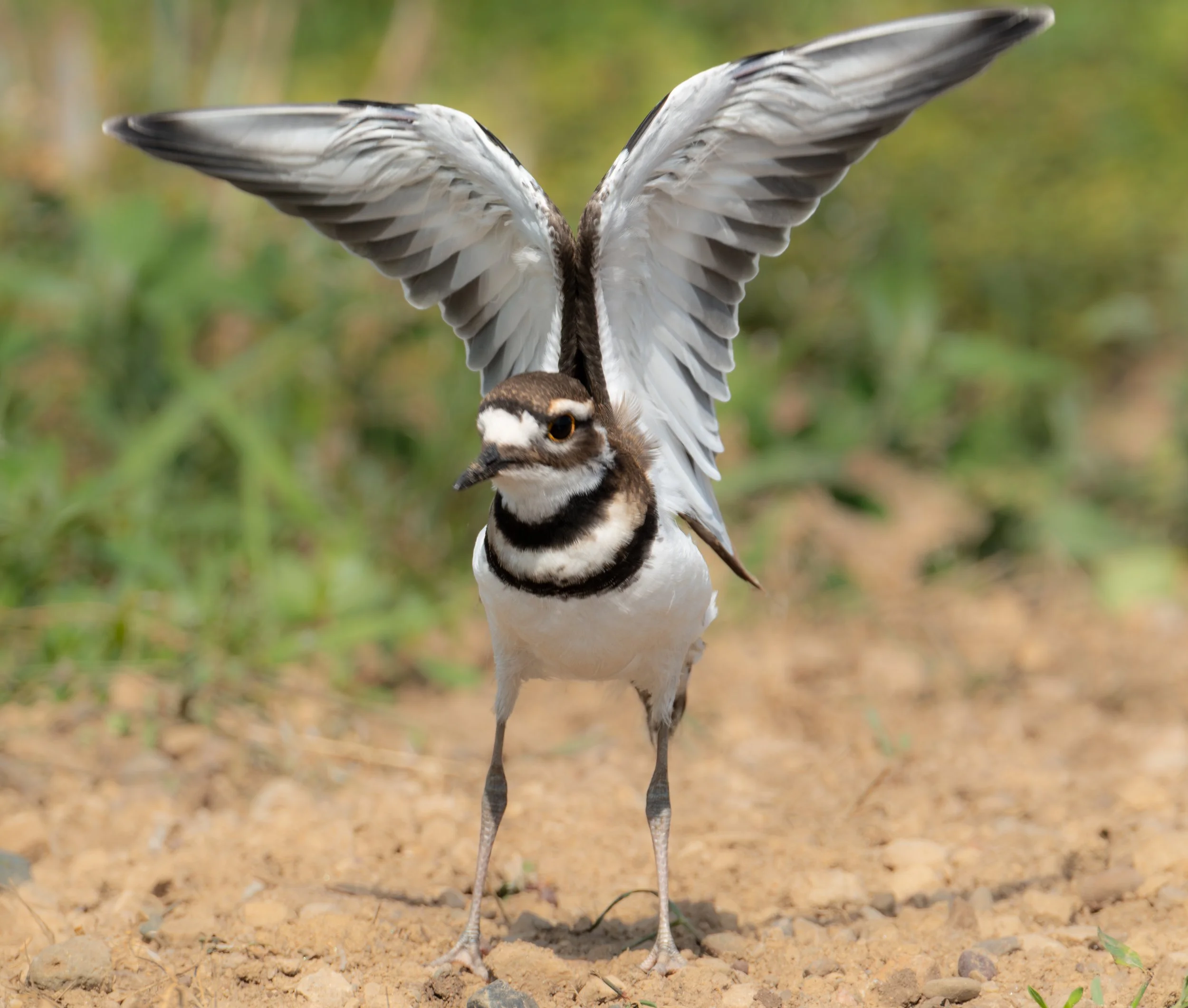 Killdeer ( Charadrius vociferus ) Hastings, Minnesota