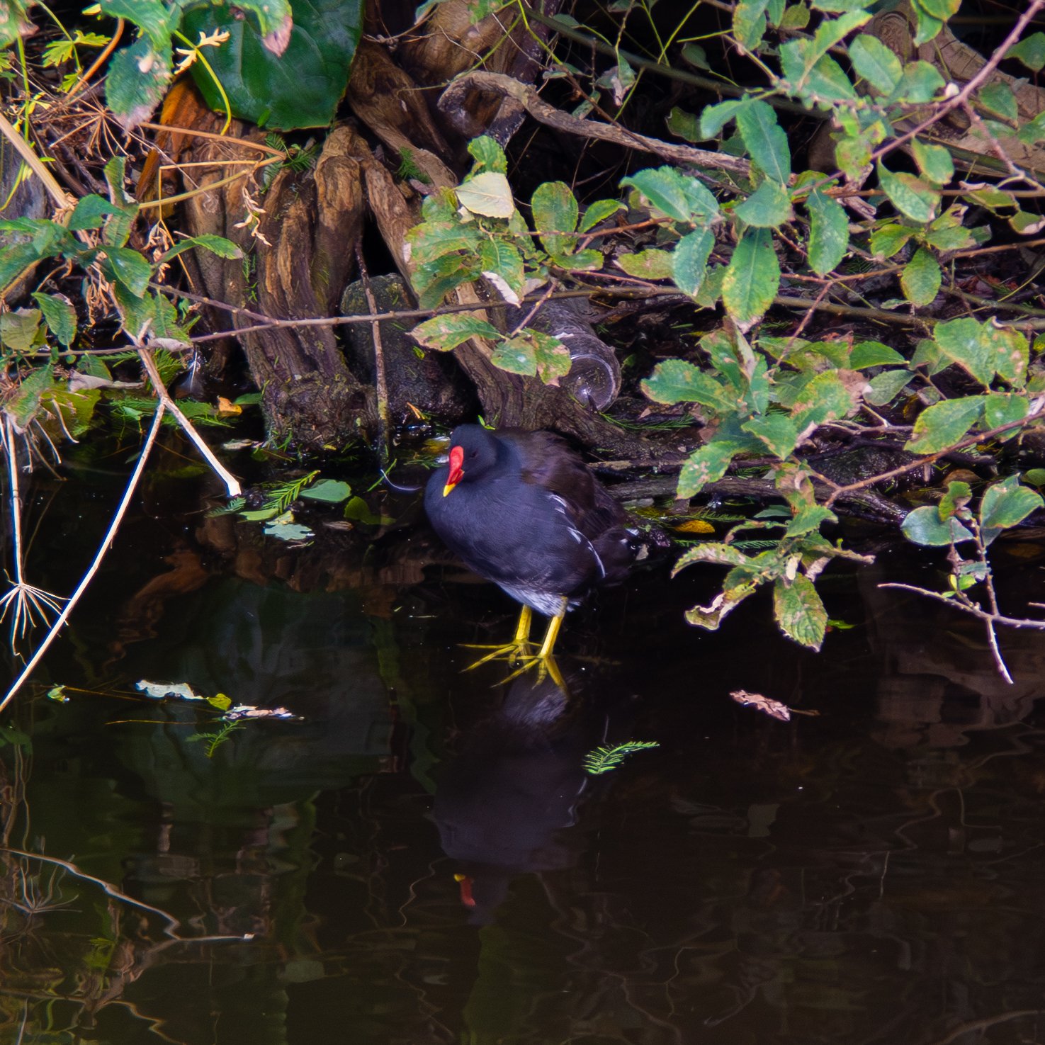 Eurasian Moorhen ( Gallinula chloropus ) Edinburgh, Scotland