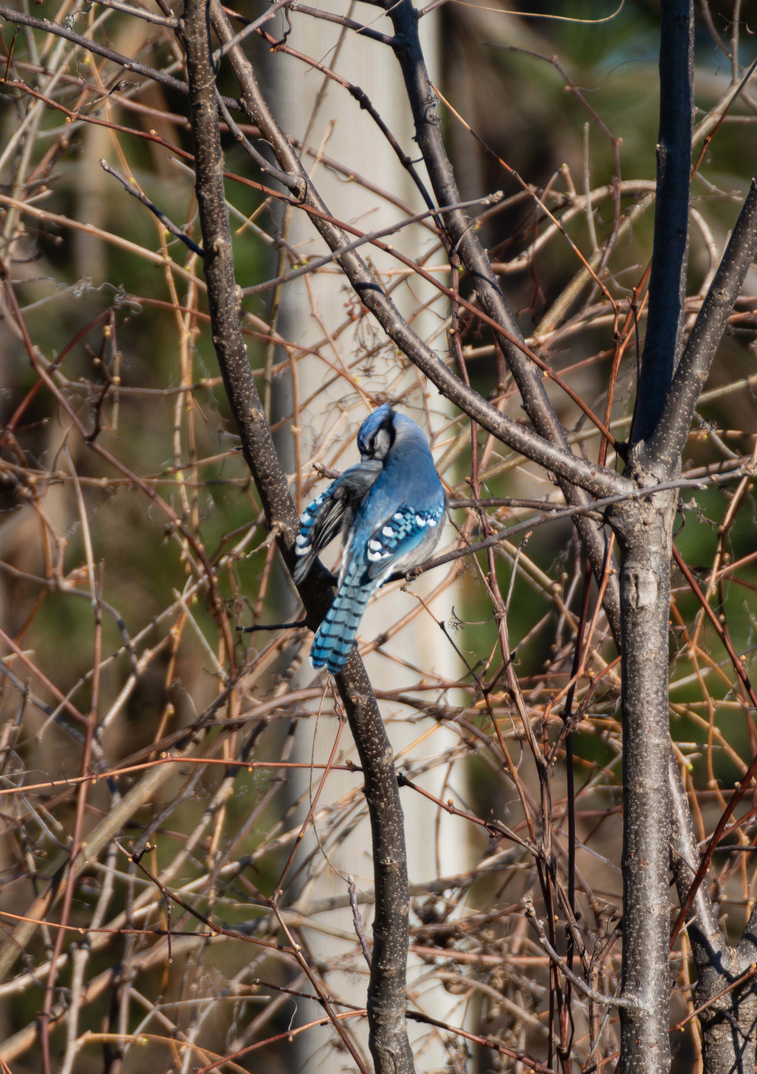 BlueJay.jpg
