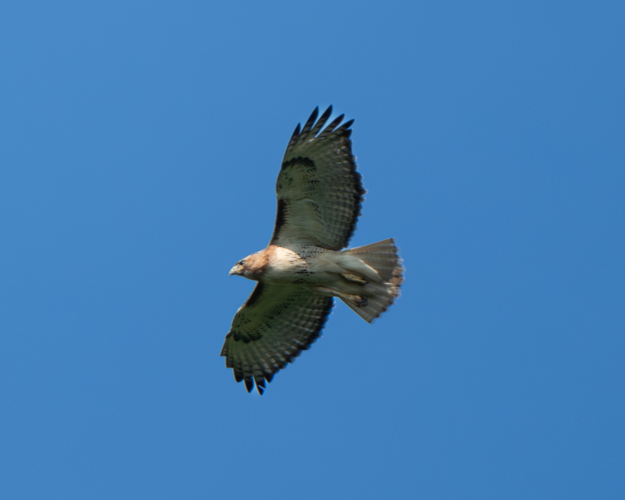 Red-tailed Hawk ( Buteo jamaicensis ) Hastings, Minnesota