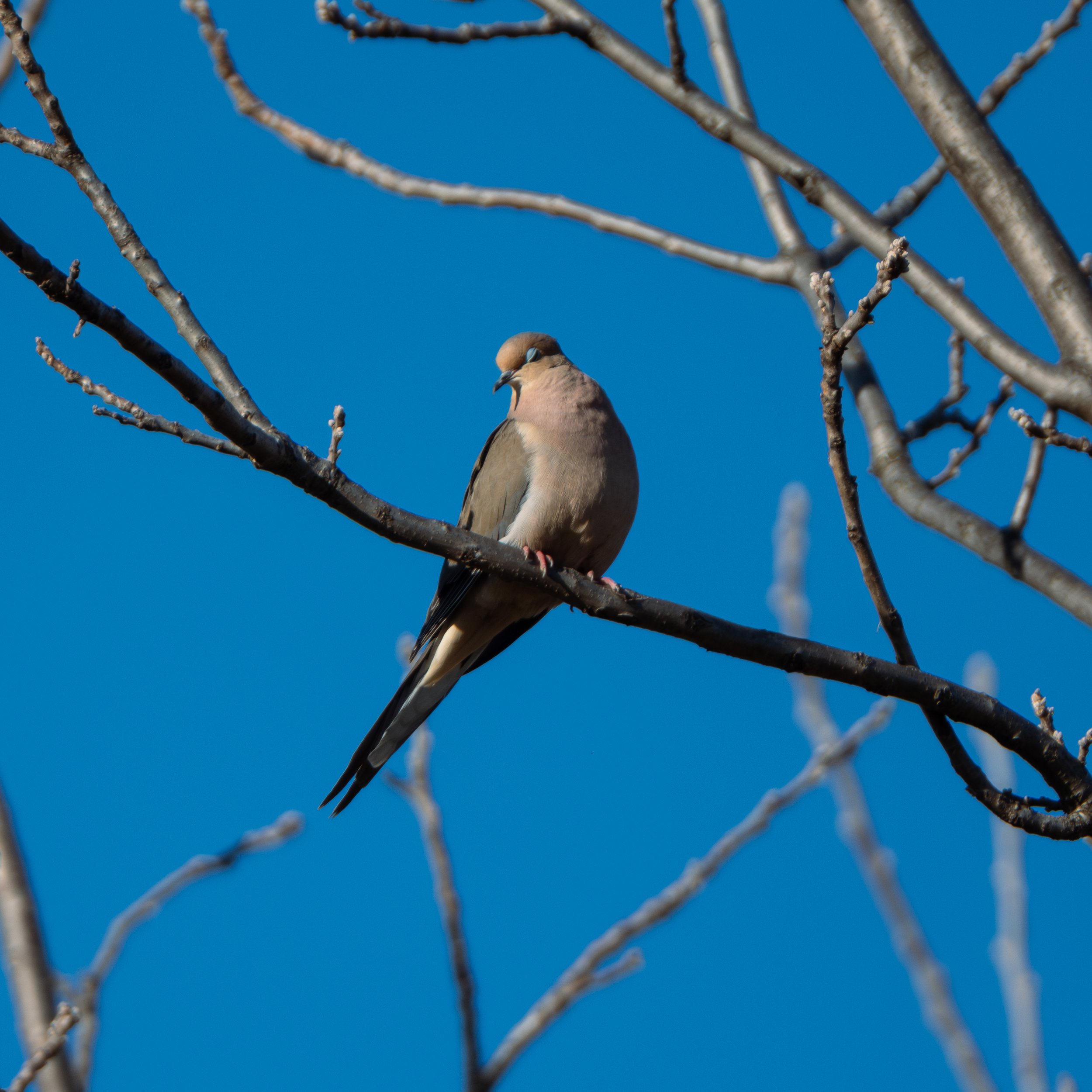 Mourning Dove ( Zenaida macroura ) Hastings, Minnesota