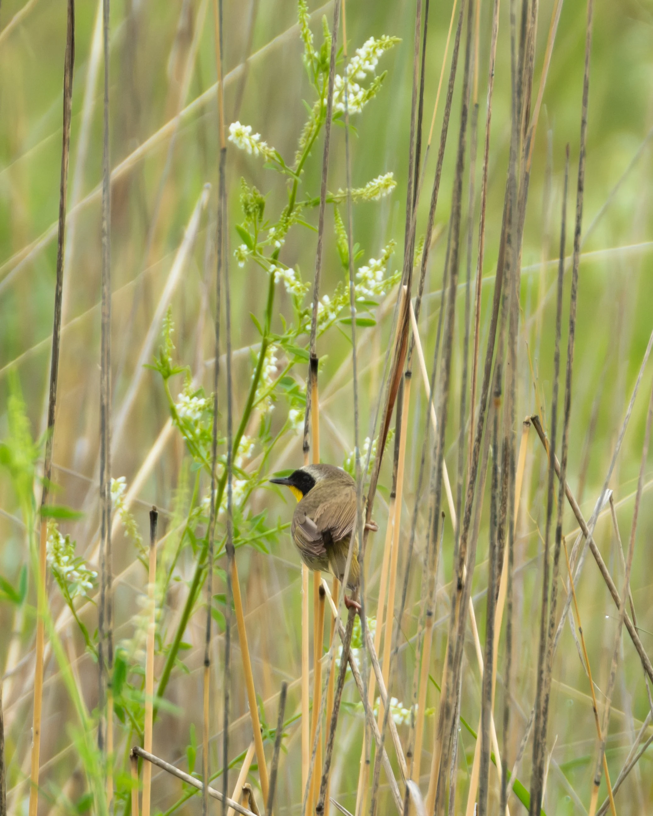 Common Yellow-throat ( Geothlypis trichas ) Hastings, Minnesota