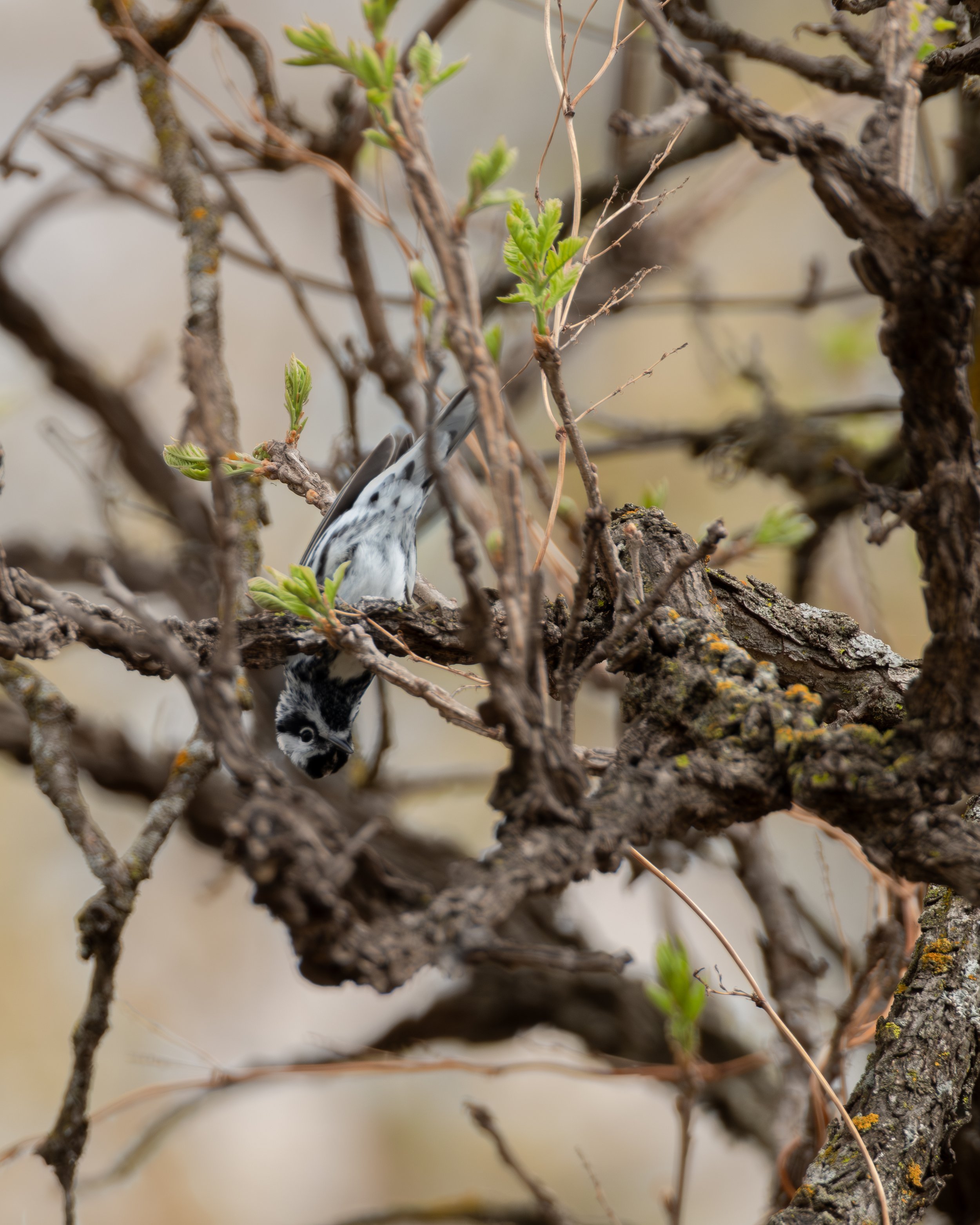 Black-and-white Warbler ( Mniotilta varia ) Sherburne NWR, Minnesota