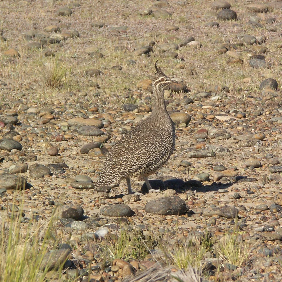 Elegant Crested-Tinamou ( Eudromia elegans ) Argentina