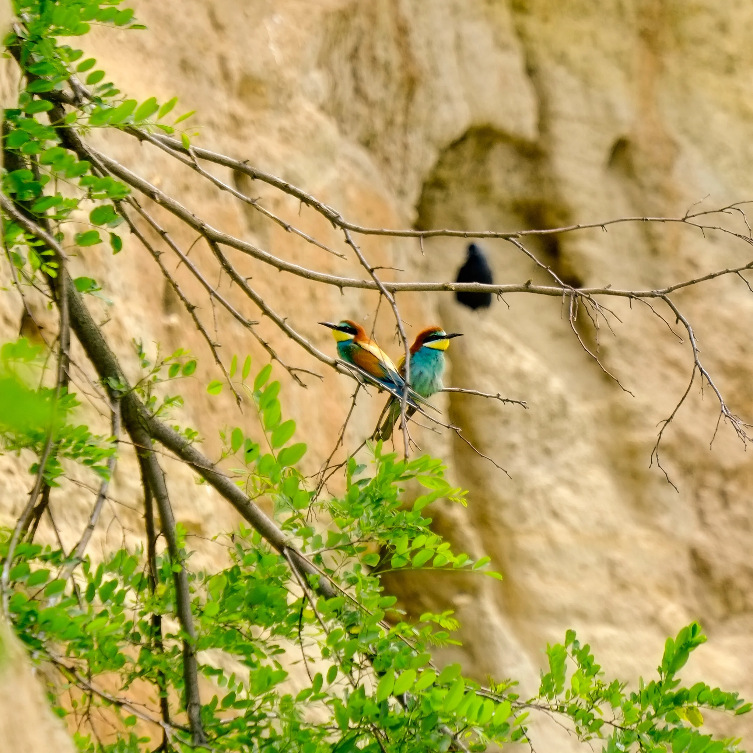 European Bee-eater ( Merops apiaster ) Weiden am See, Austria