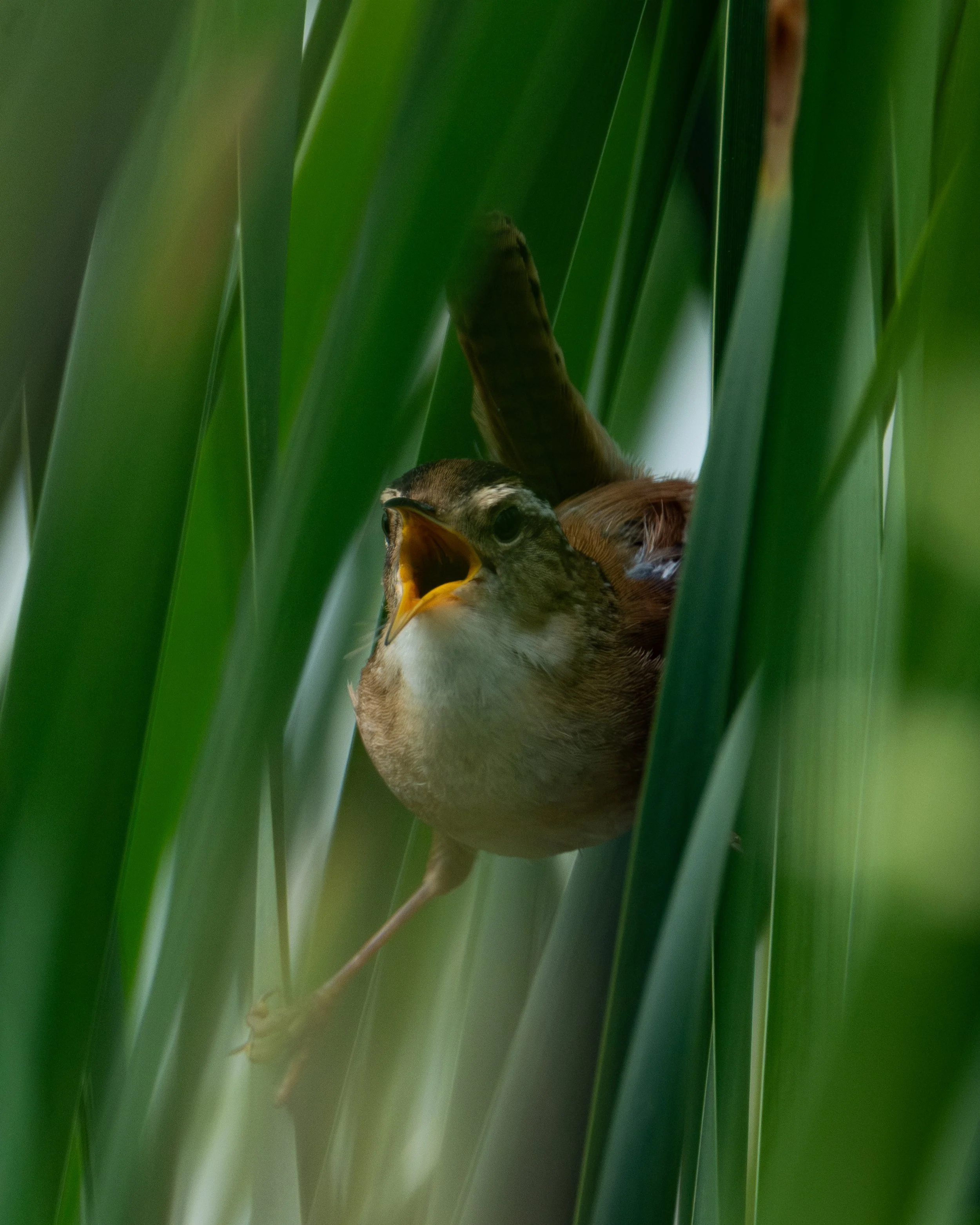Avian Life