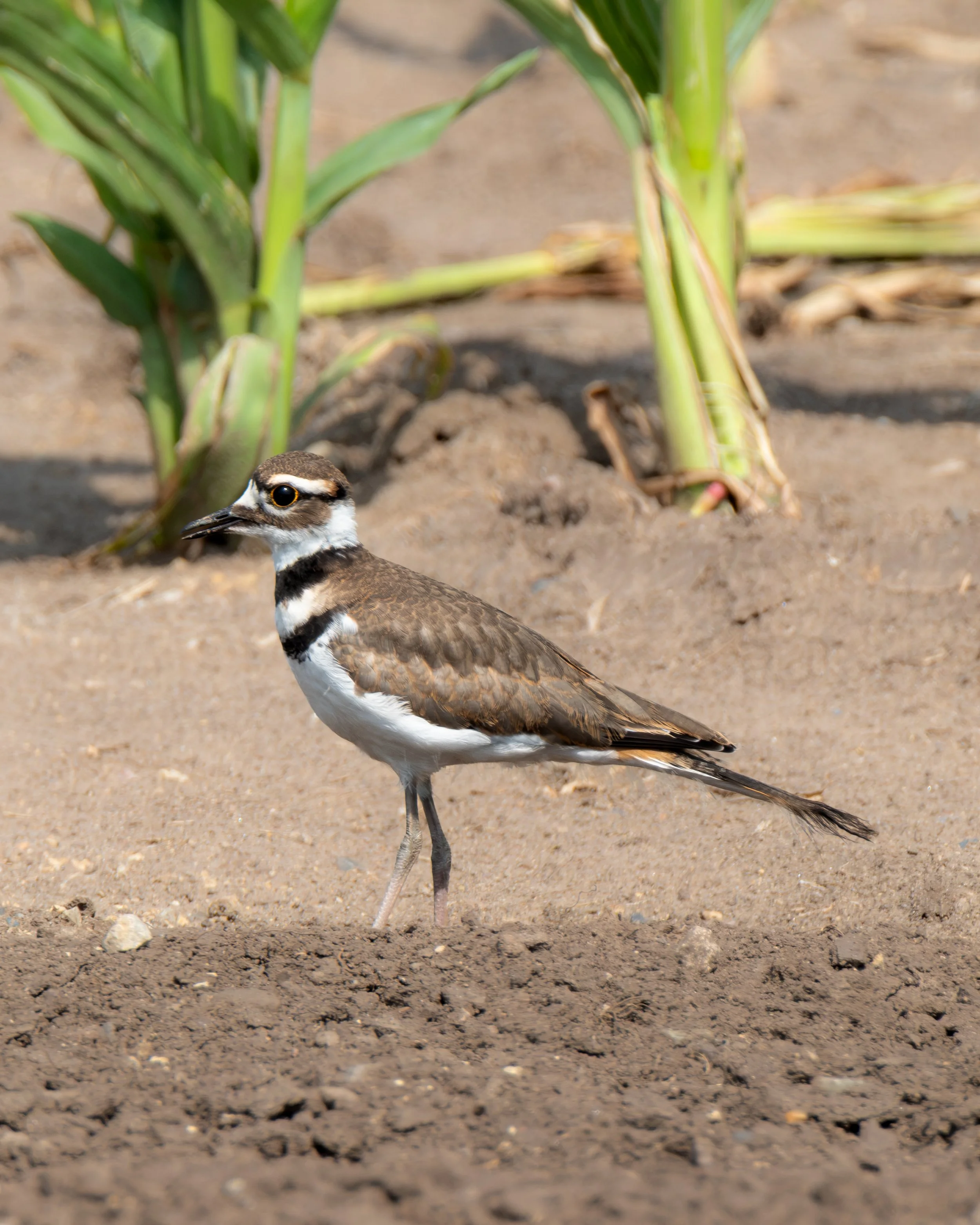 Killdeer ( Charadrius vociferus ) Hastings, Minnesota