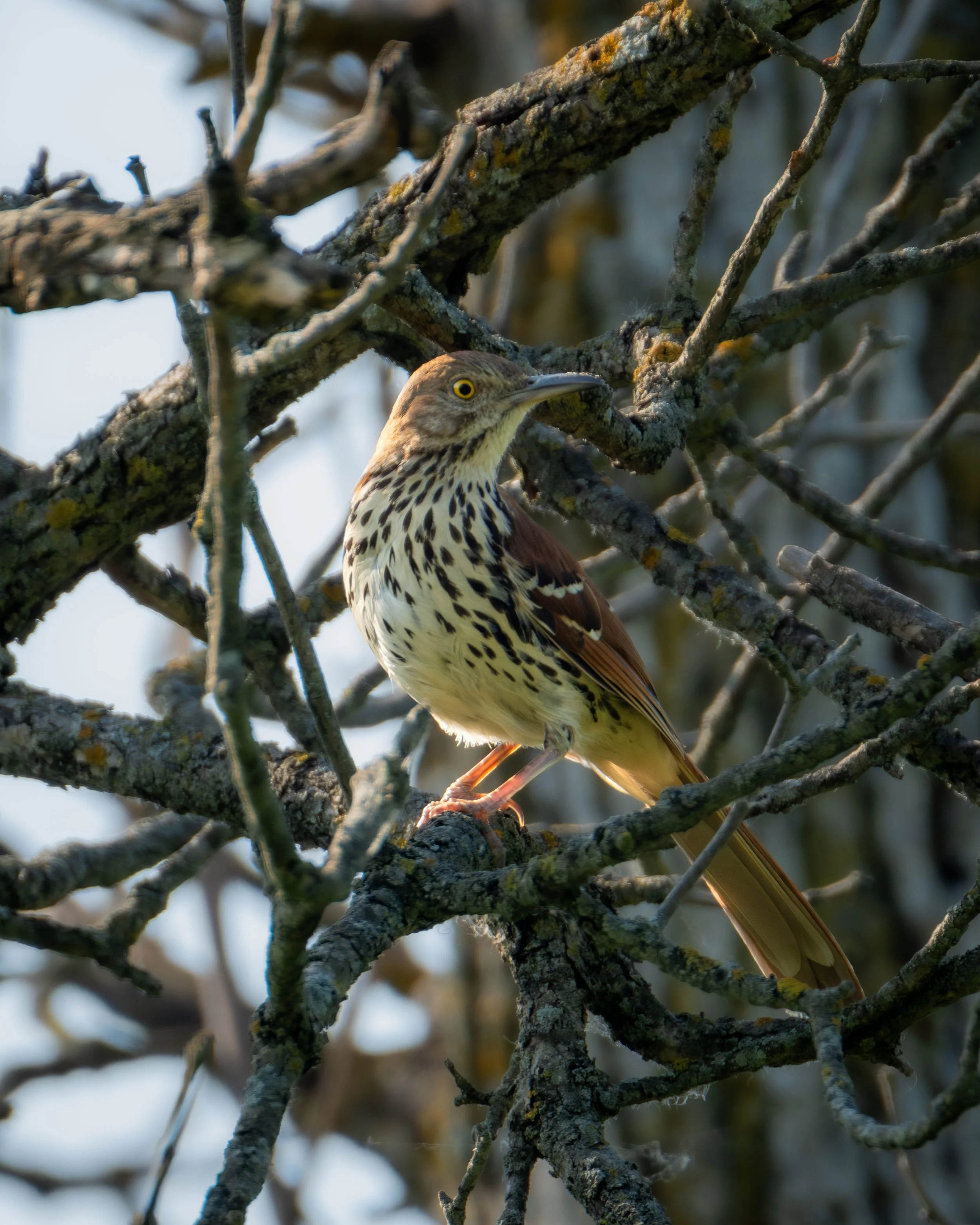 Brown Thrasher ( Toxostoma rufum ) Hastings, Minnesota