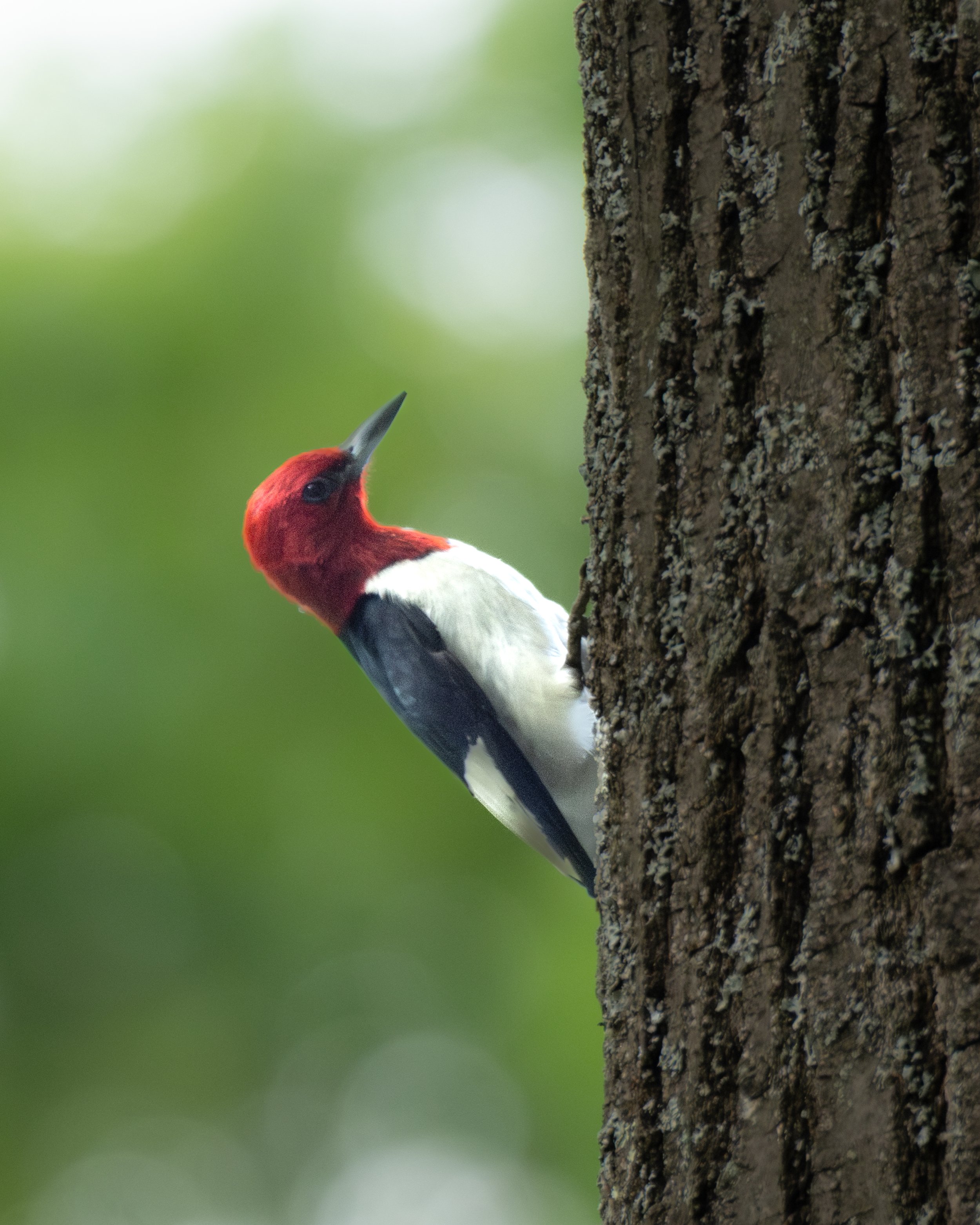 Red-headed Woodpecker ( Melanerpes erythrocephalus ) Kalkaska, Michigan