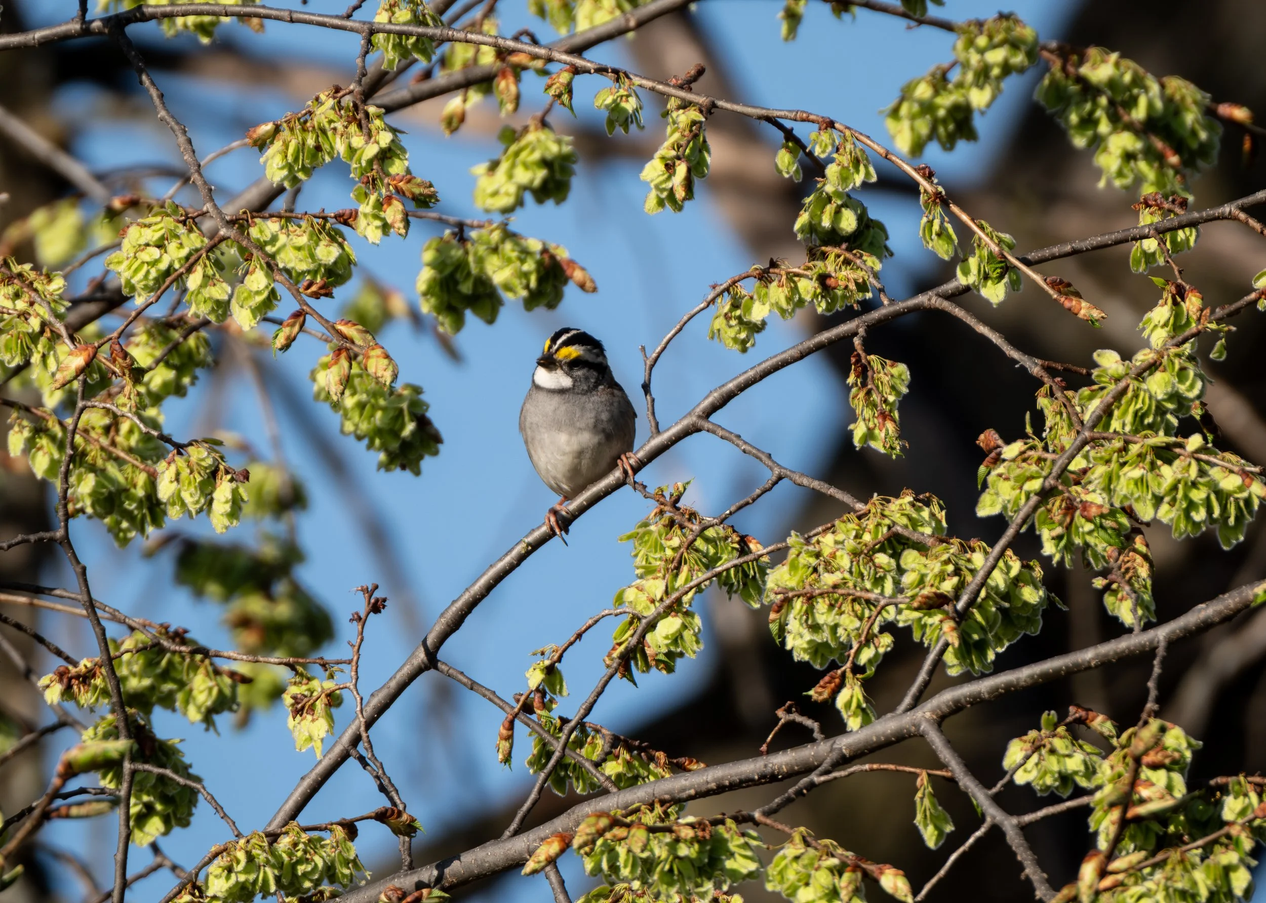 White-throated Sparrow ( Zonotrichia albicollis ) Hastings, Minnesota