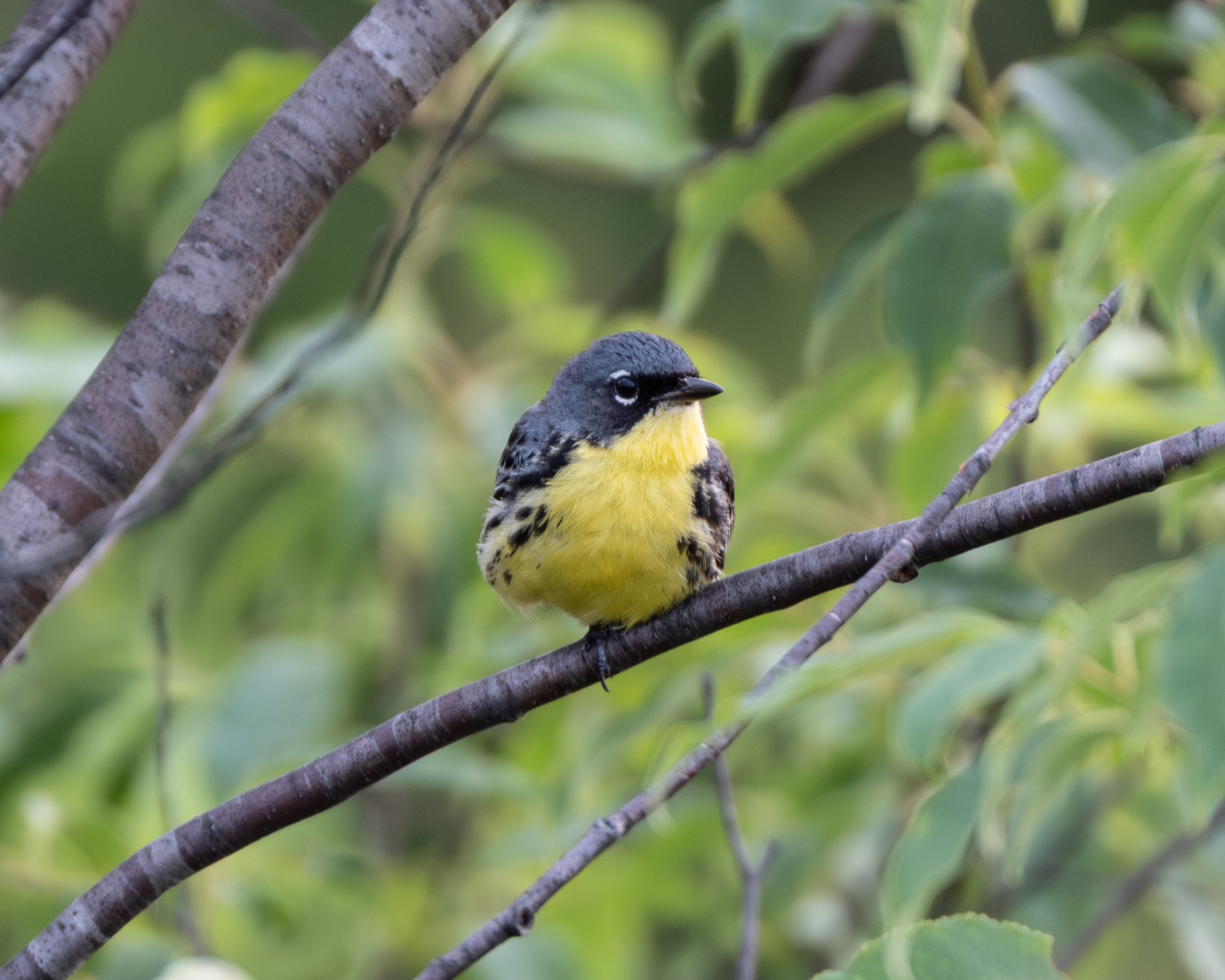 Kirtland's Warbler ( Setophaga kirtlandii ) Grayling, Michigan
