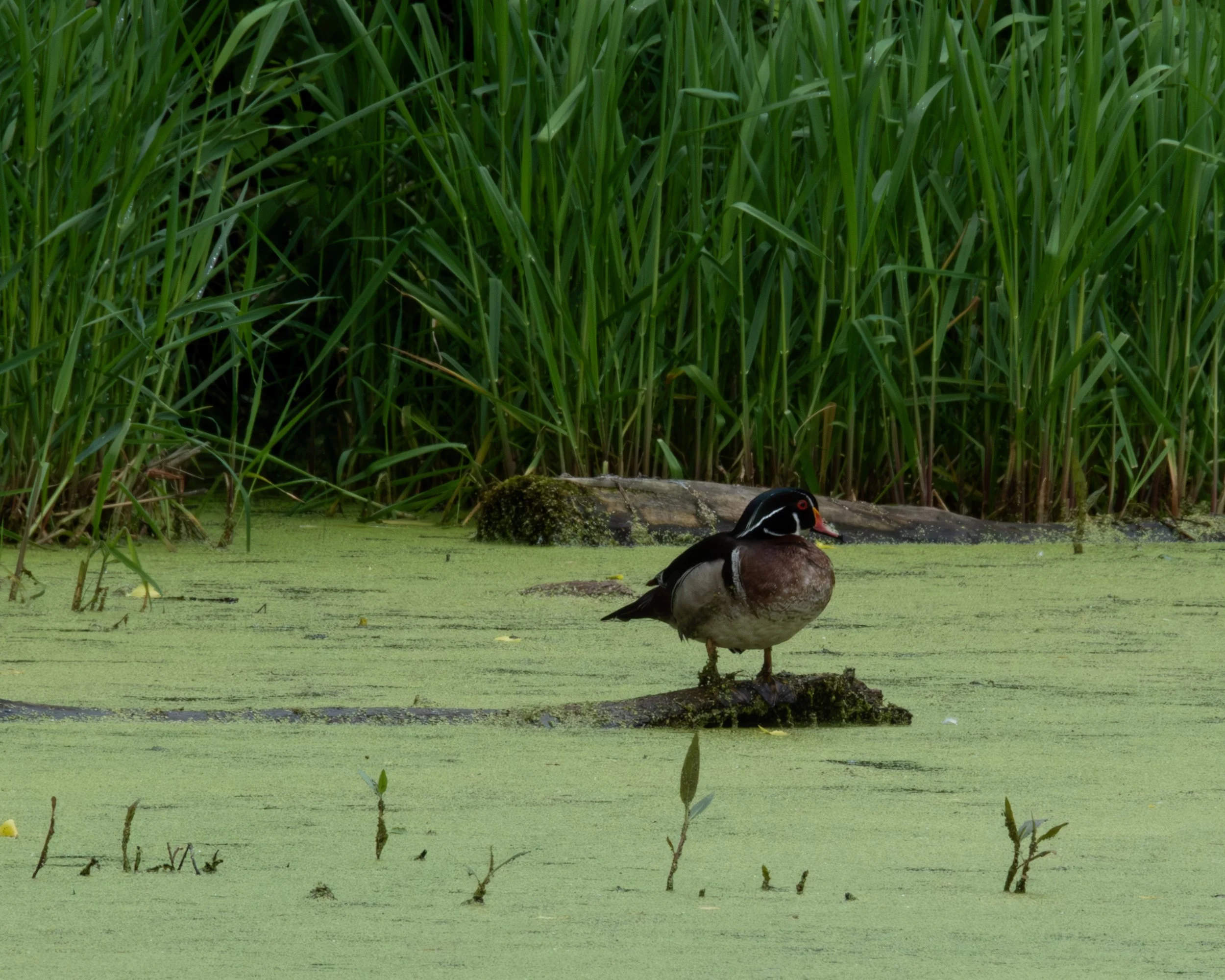 Wood Duck ( Aix sponsa ) West Saint Paul, Minnesota