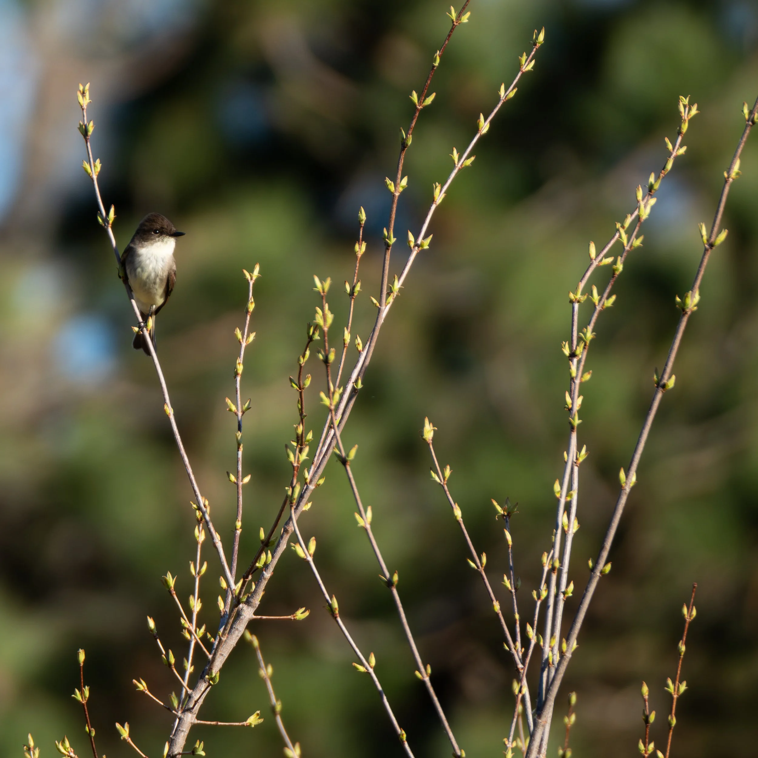 Eastern Phoebe ( Sayornis phoebe ) Hastings, Minnesota